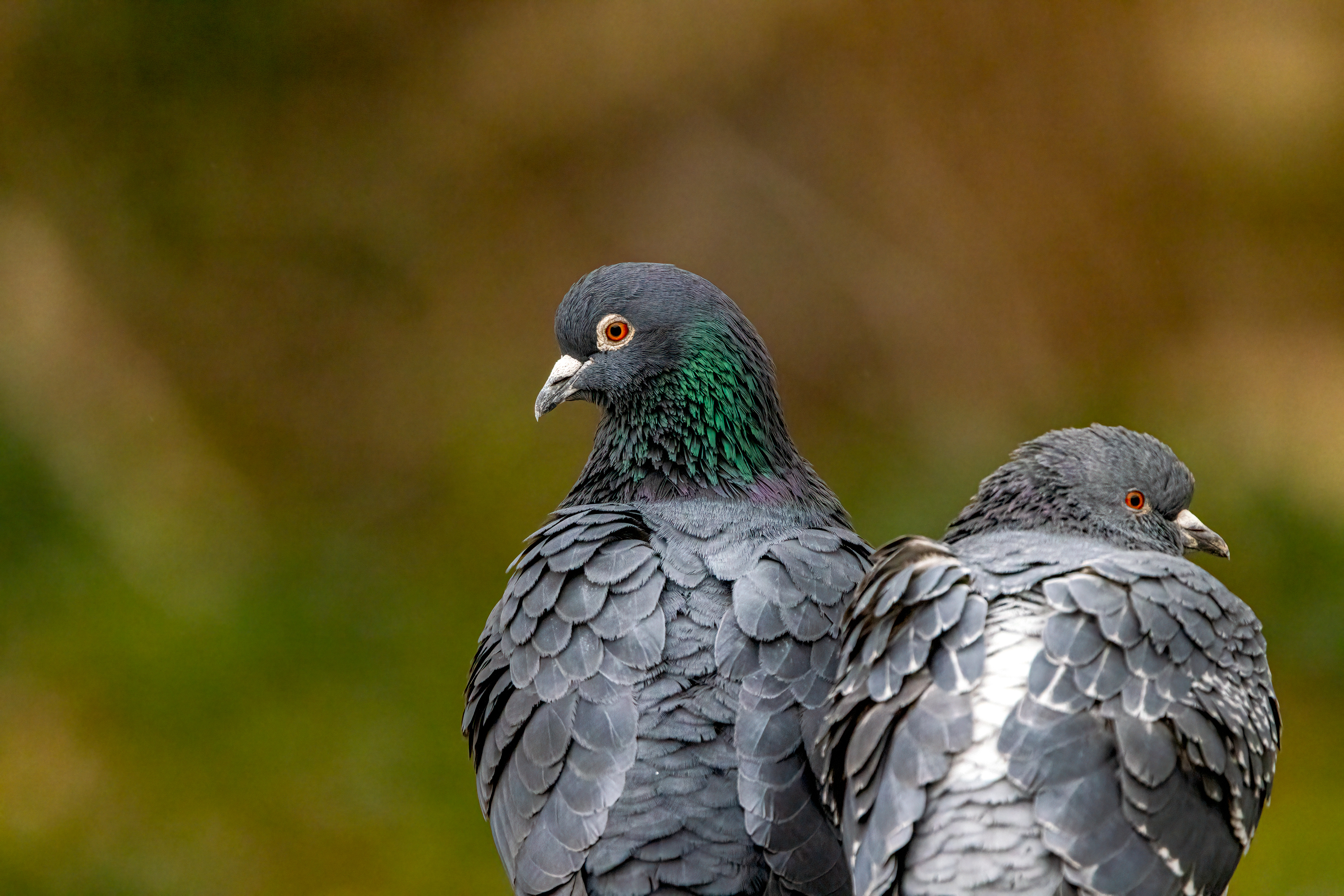Feral Pigeon - UK