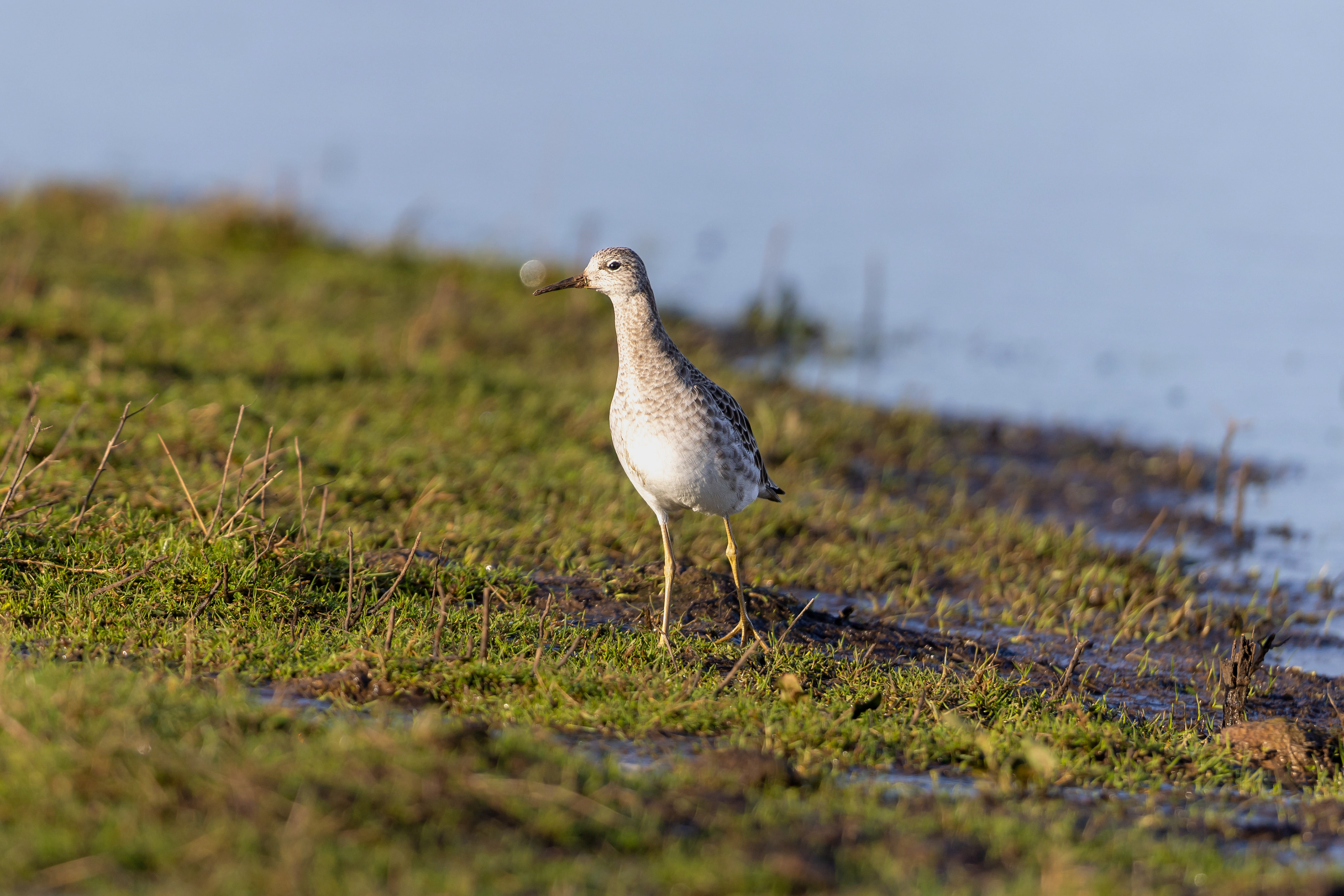 Ruff - UK