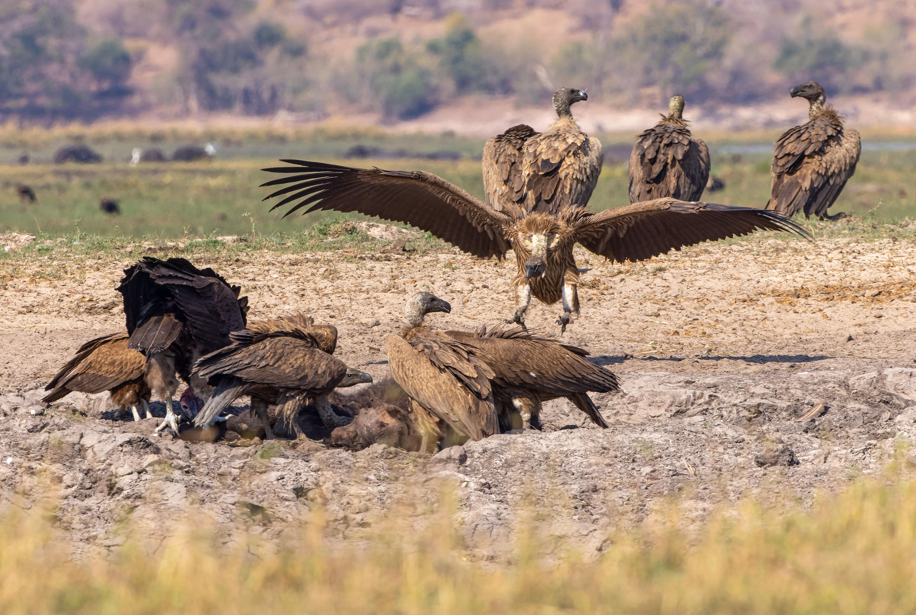 White-backed, Lappet-faced and Hooded Vulture - Botswana