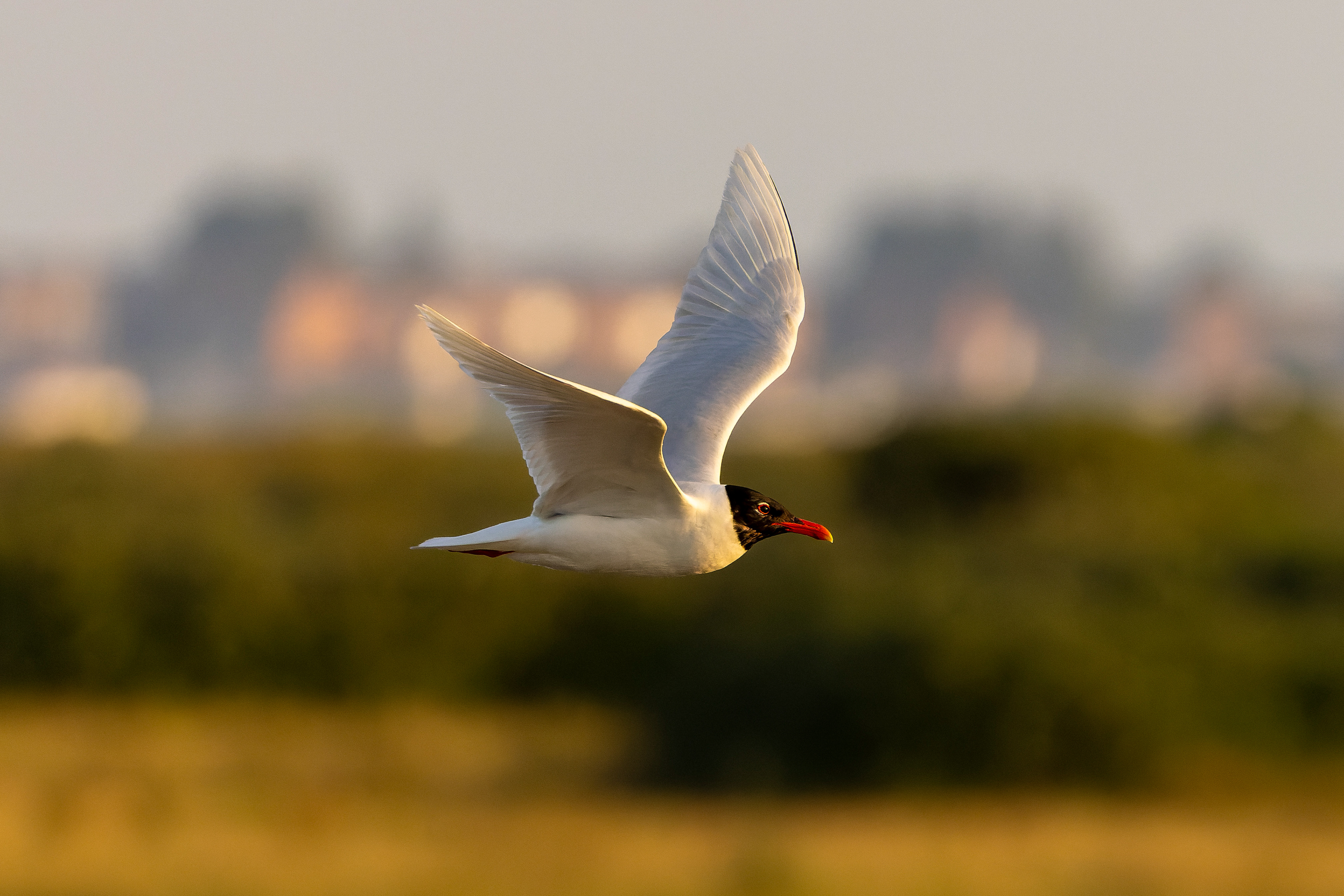 Mediterranean Gull - UK