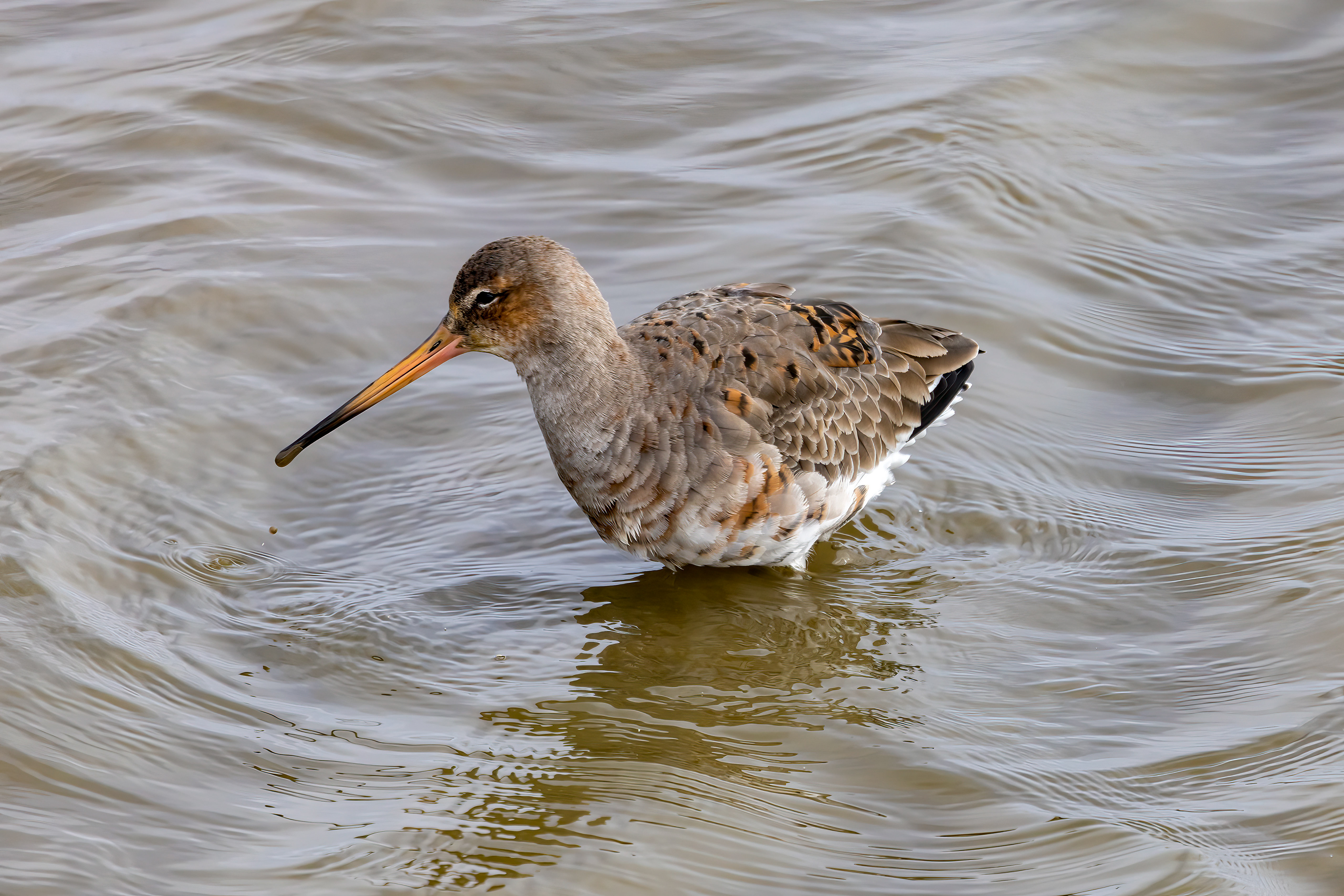 Black-tailed Godwit - UK