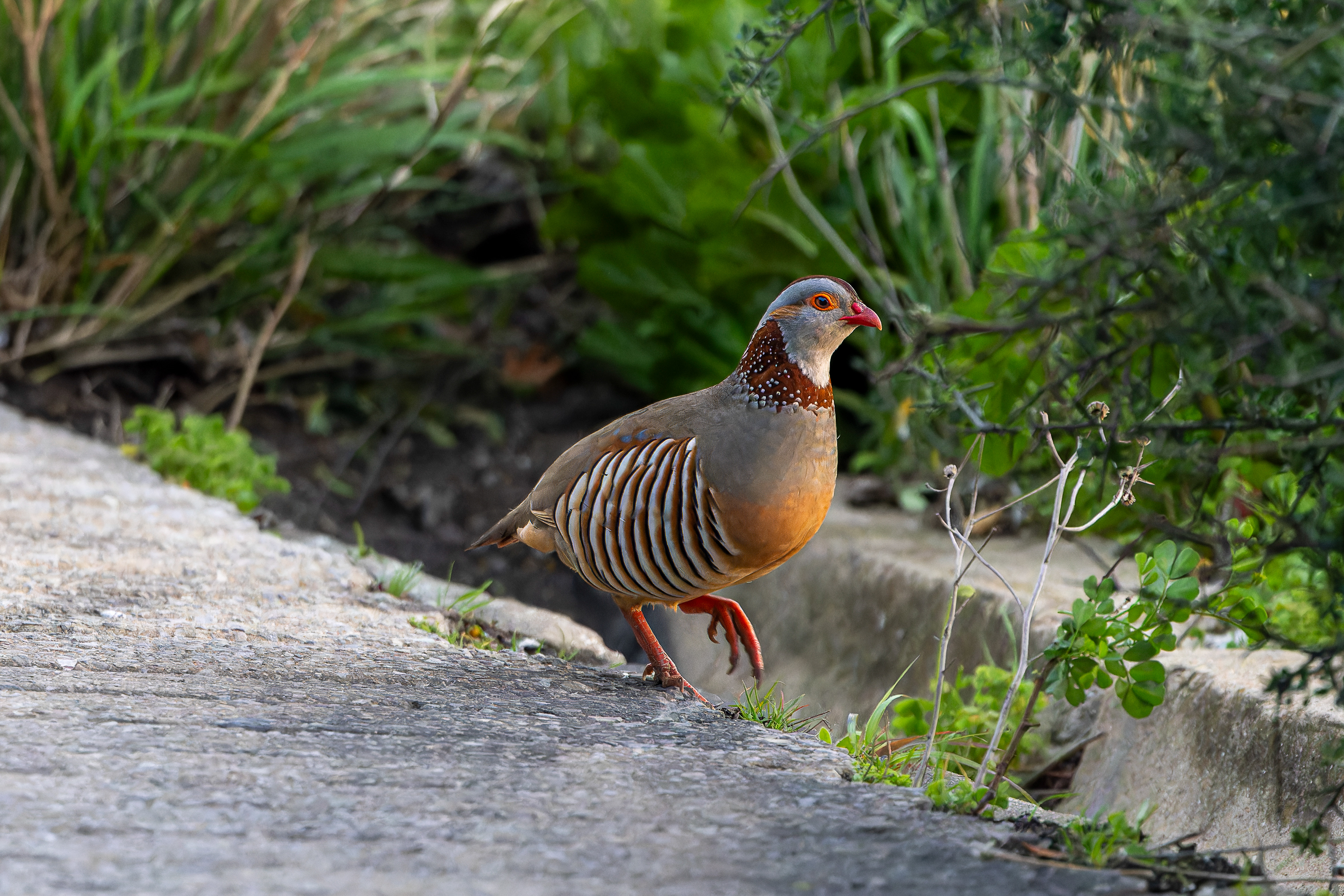 Barbary Partridge - Gibraltar