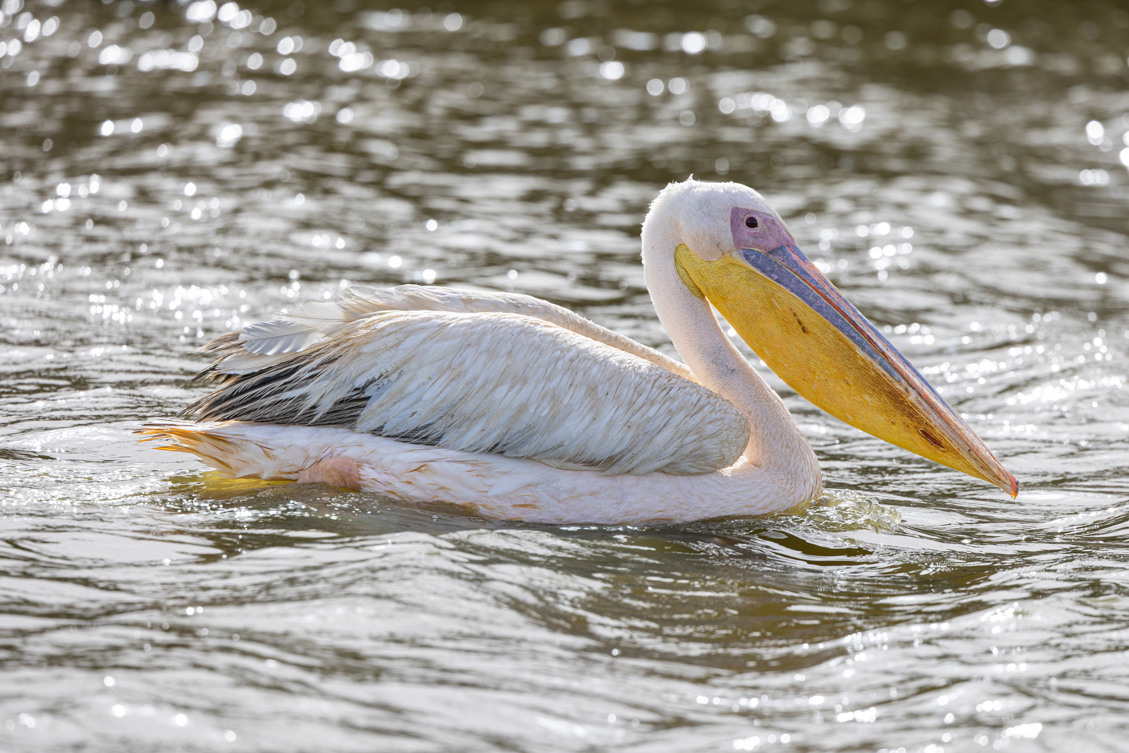 Great White Pelican - Senegal