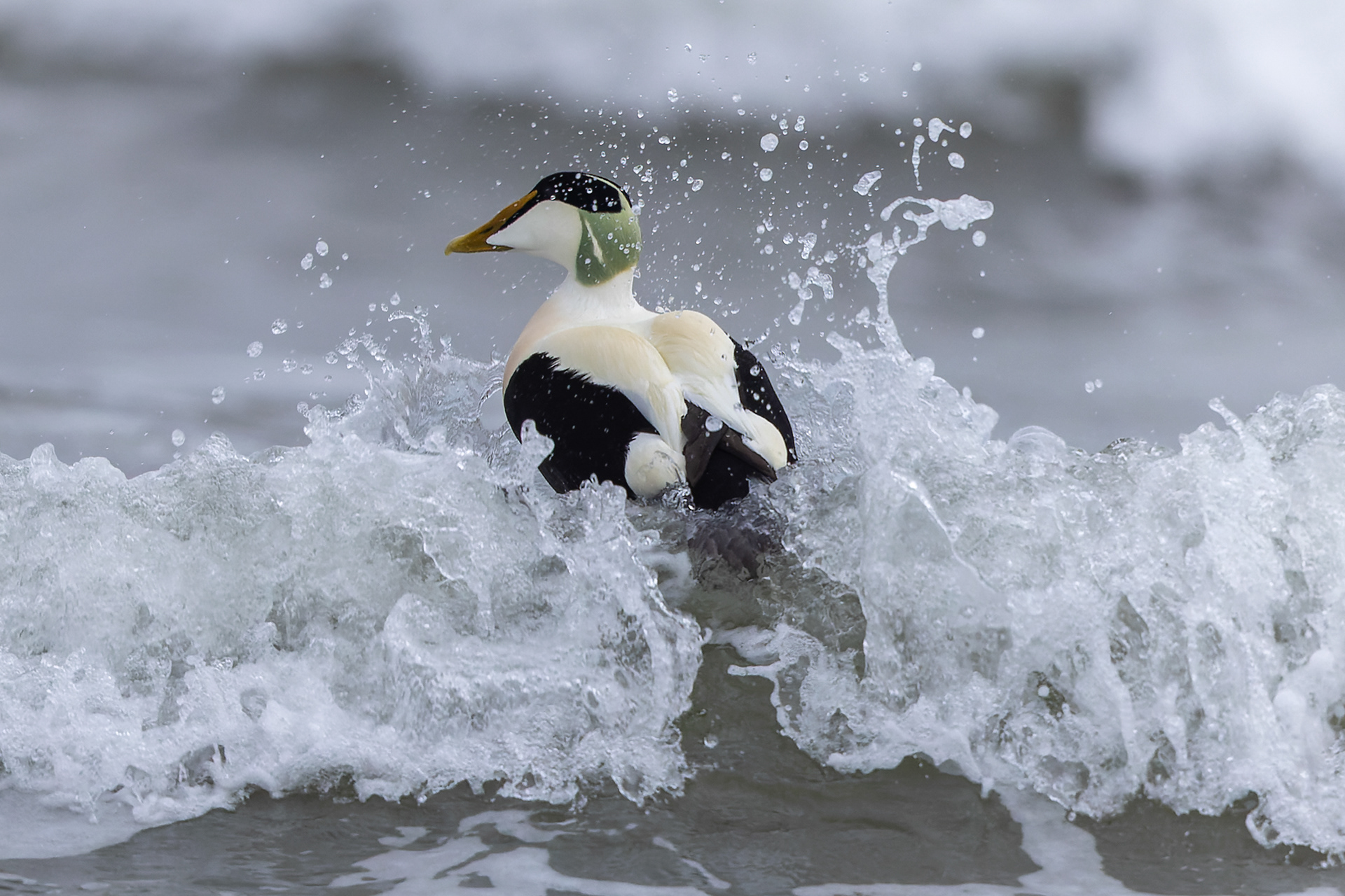 Common Eider - UK