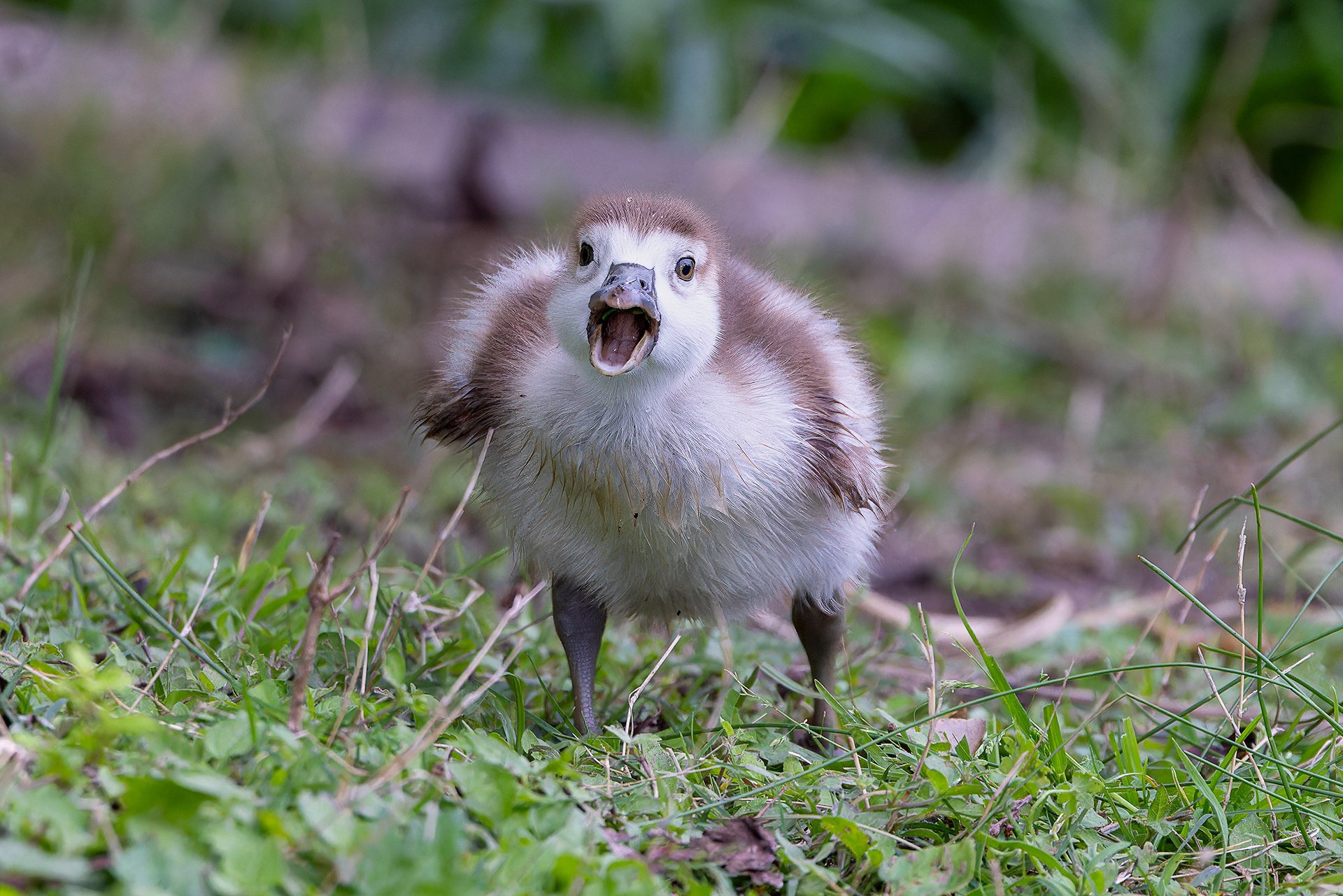 Egyptian Goose (Juv) -USA