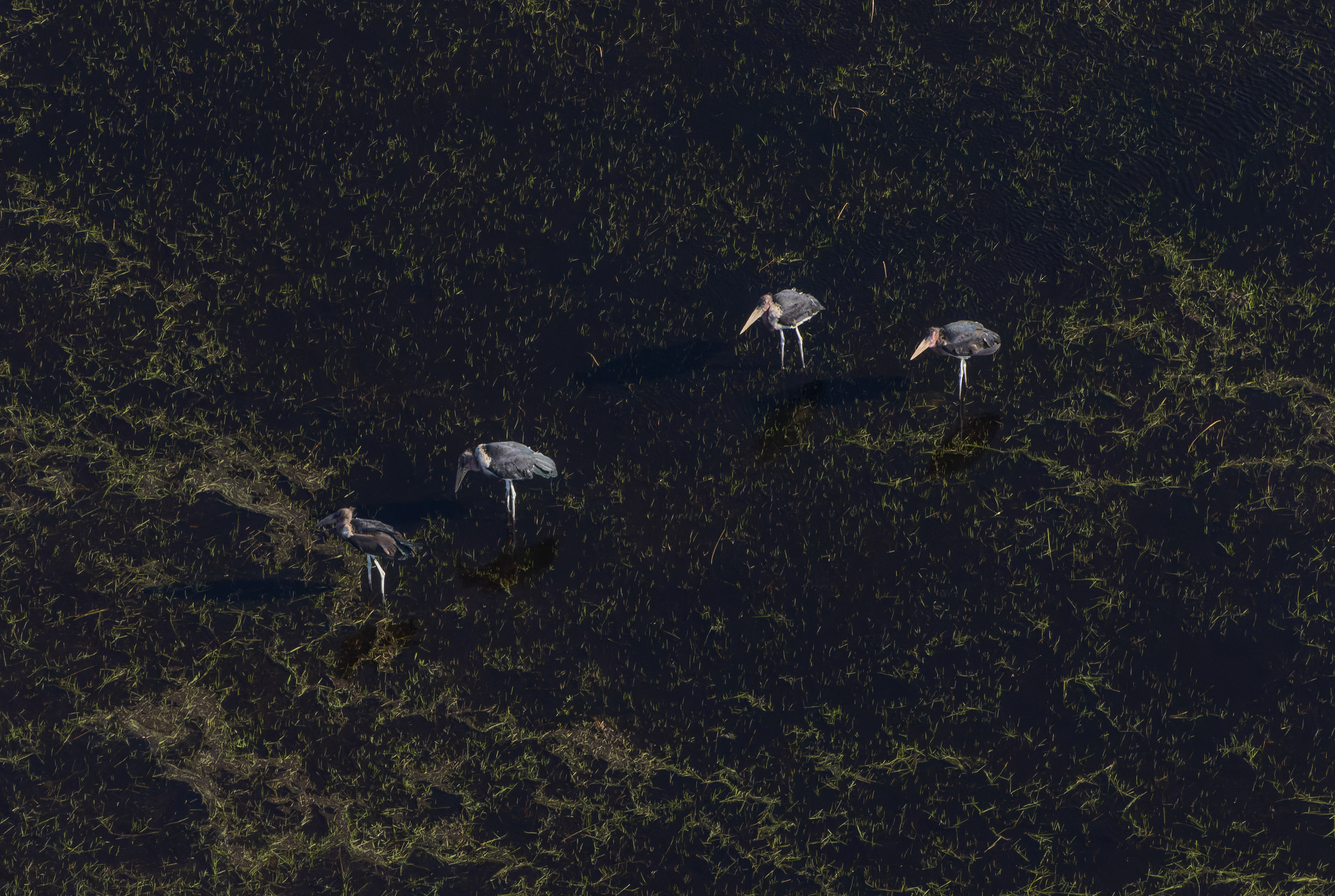 Maribou Stork - Botswana