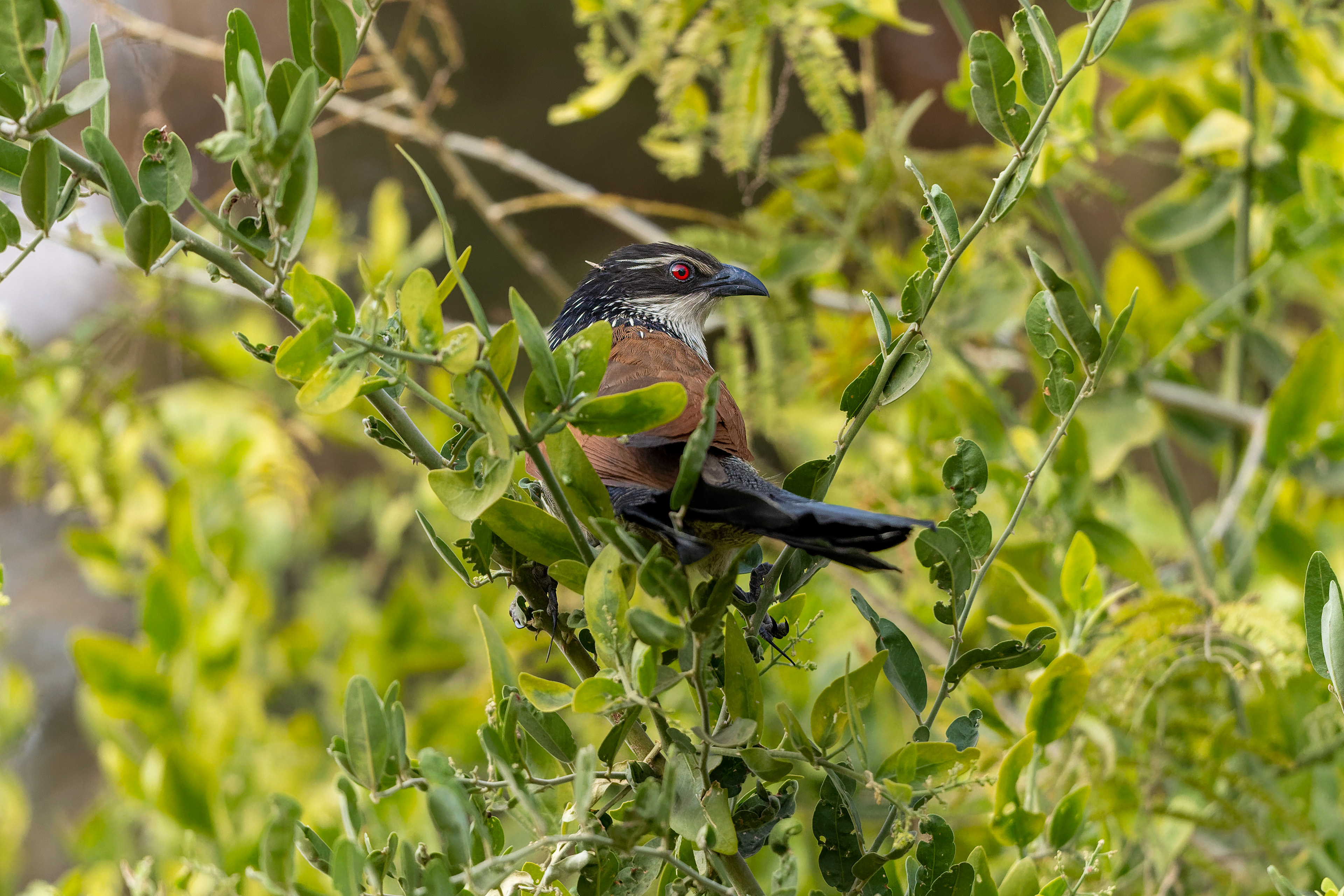 White-browed Coucal - Botswana