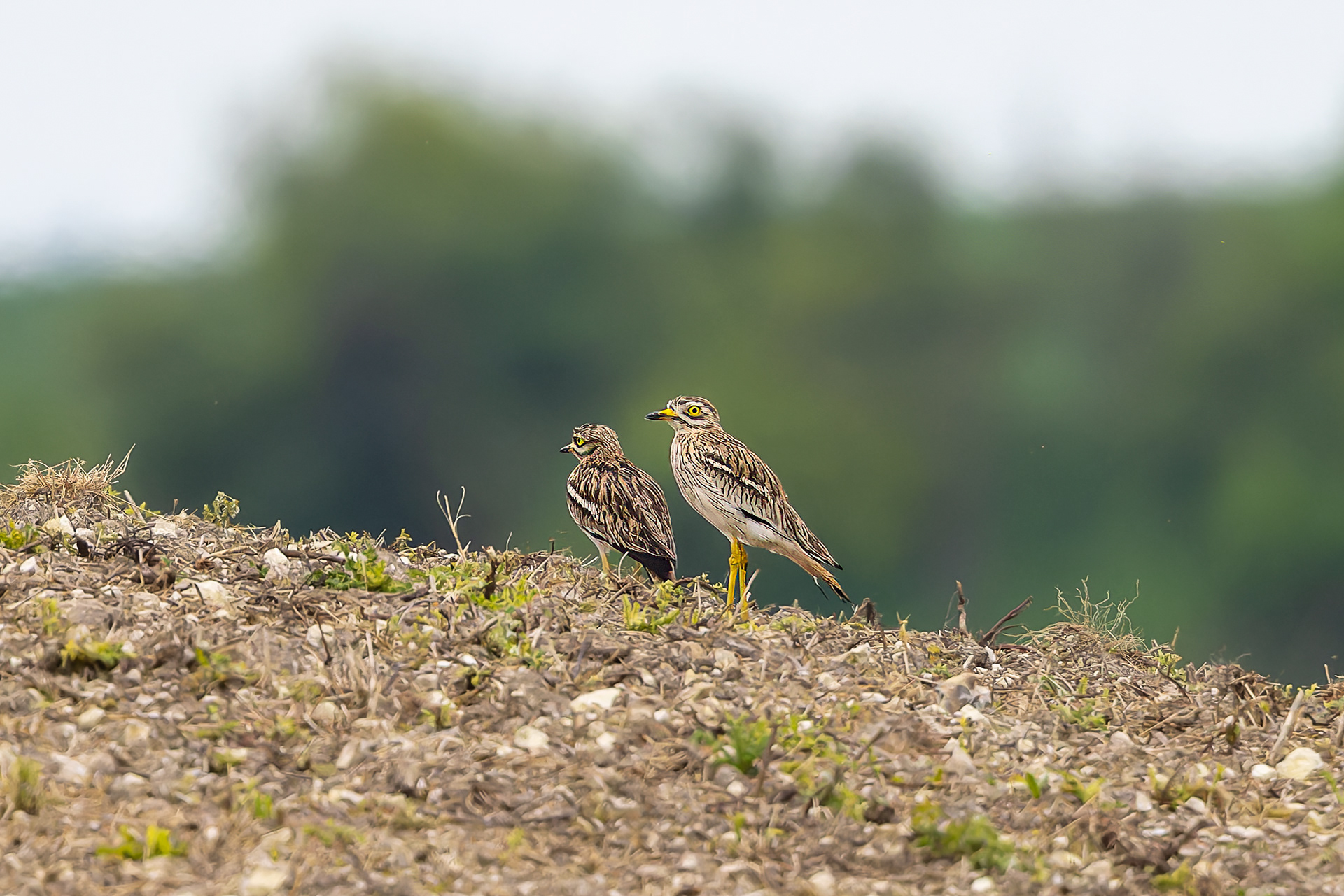 Eurasian Stone-Curlew - UK