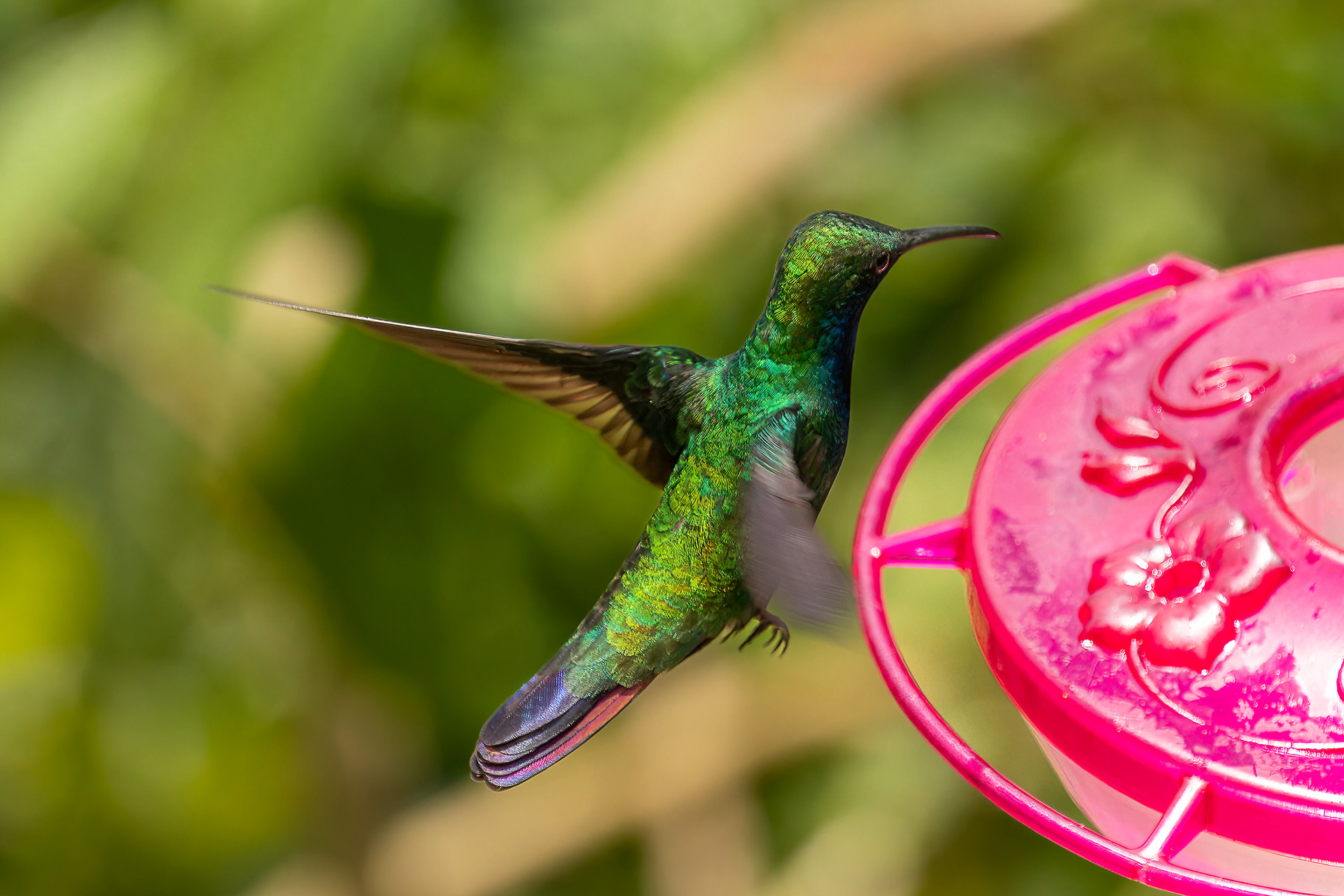Black-throated Mango - Trinidad