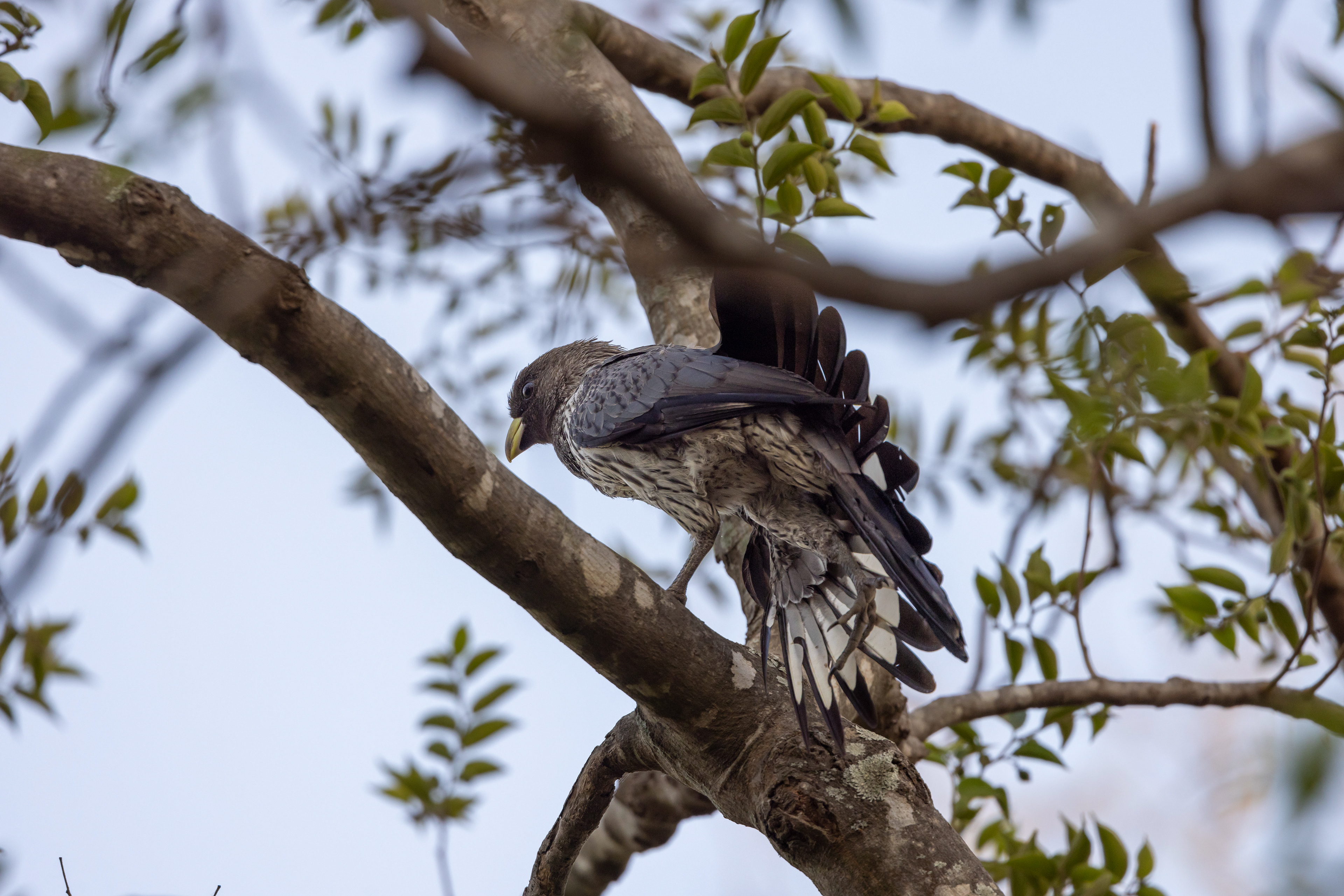Western Plantain-eater - The Gambia