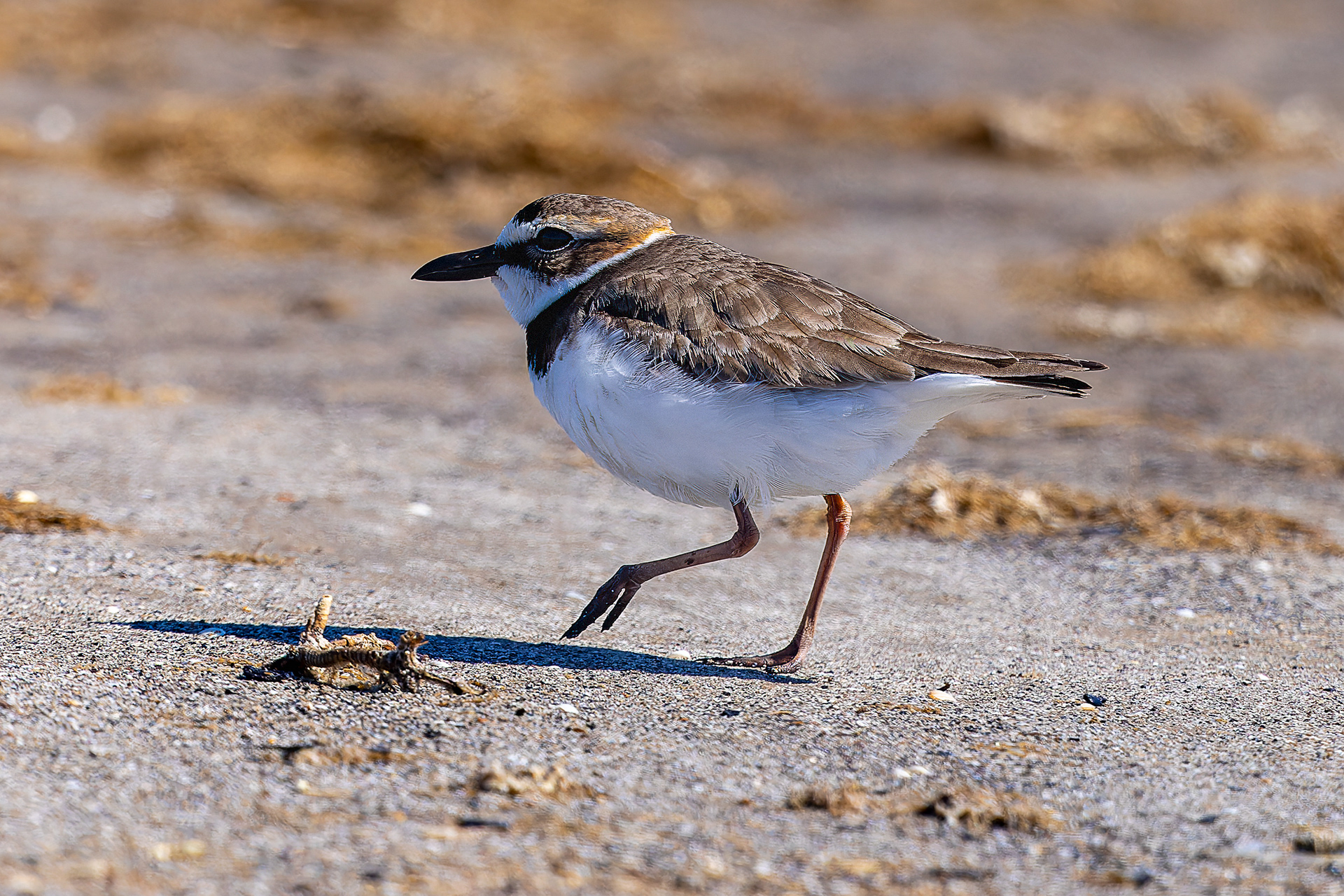 Wilson's Plover - USA