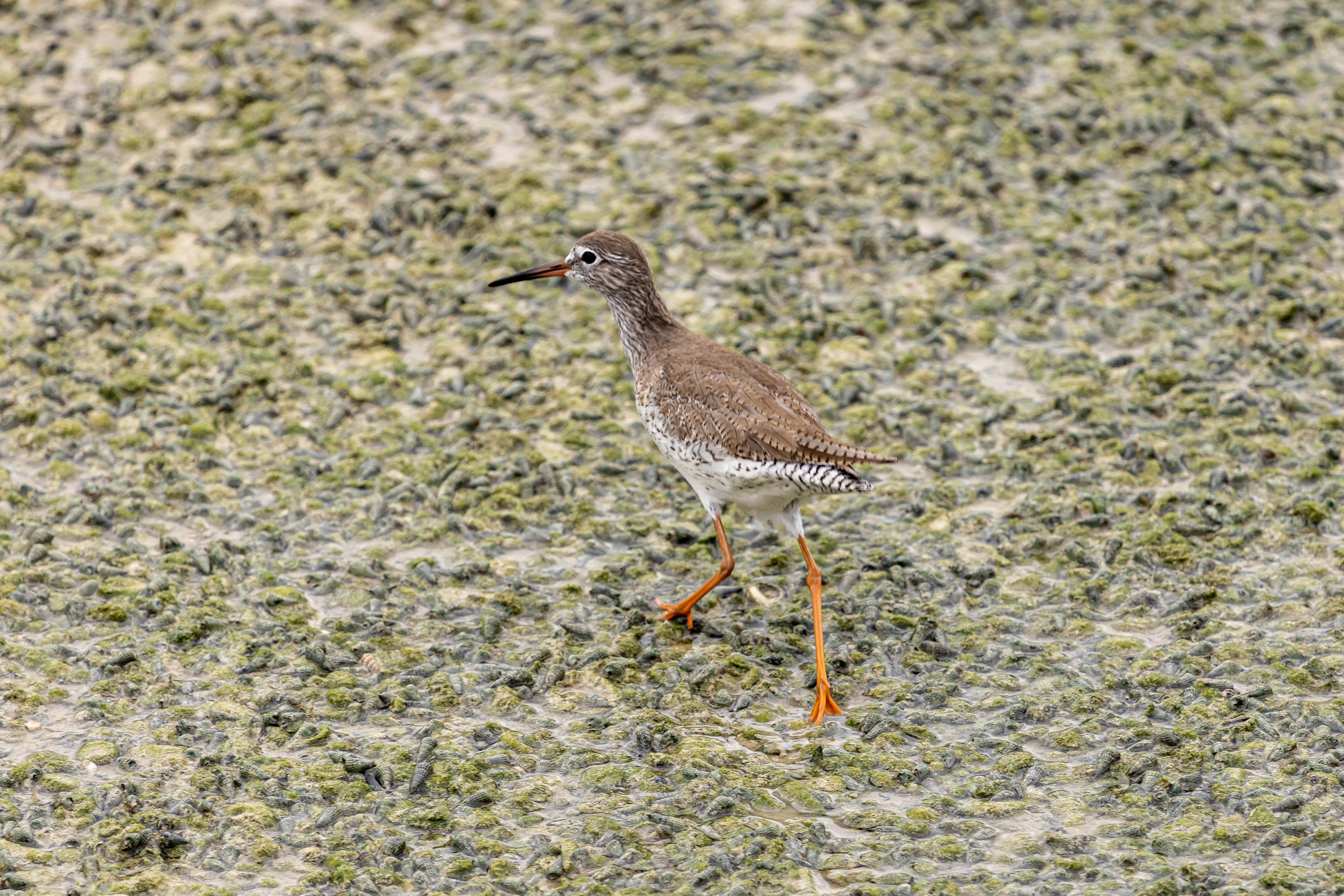 Common Redshank - UK