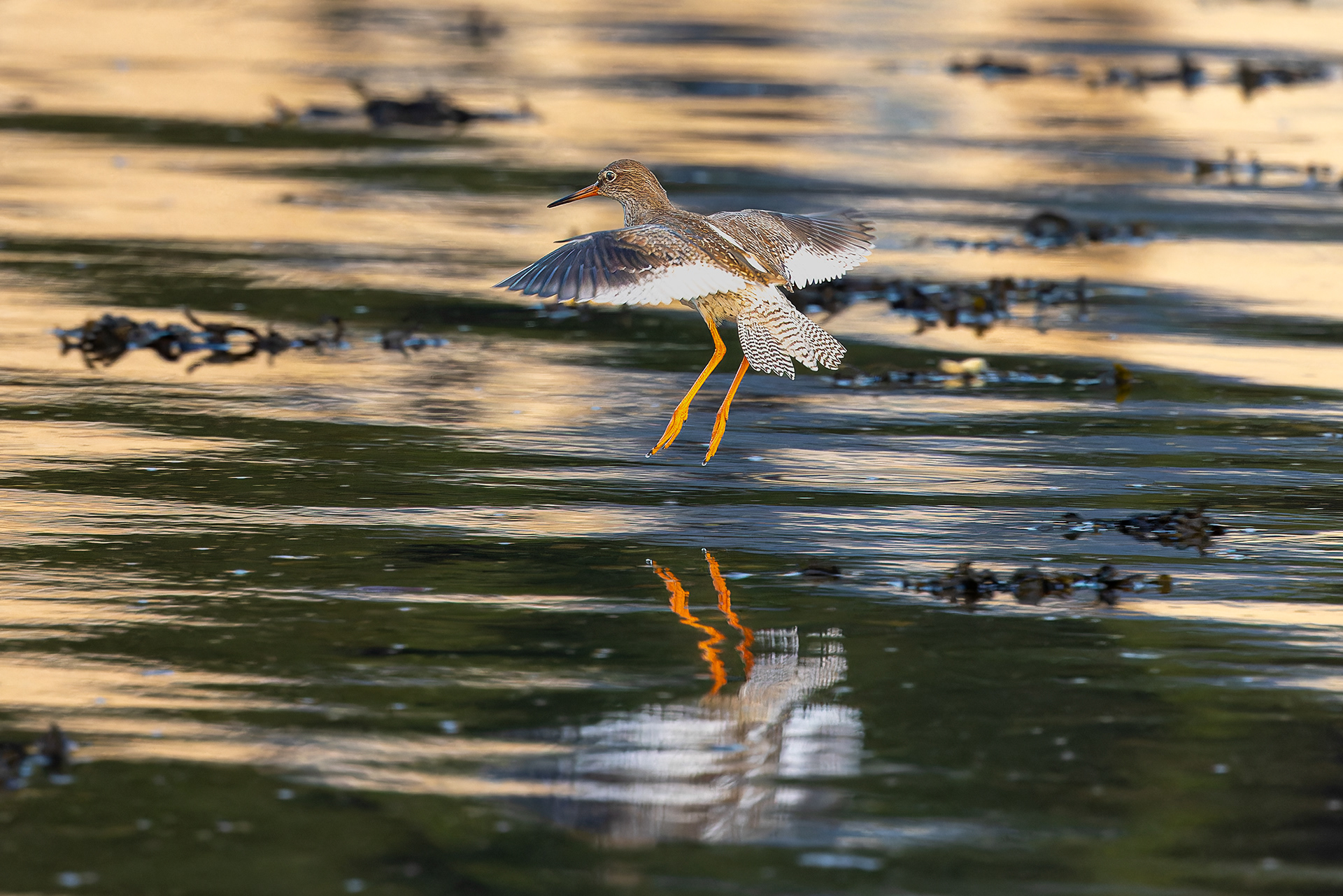 Common Redshank - UK