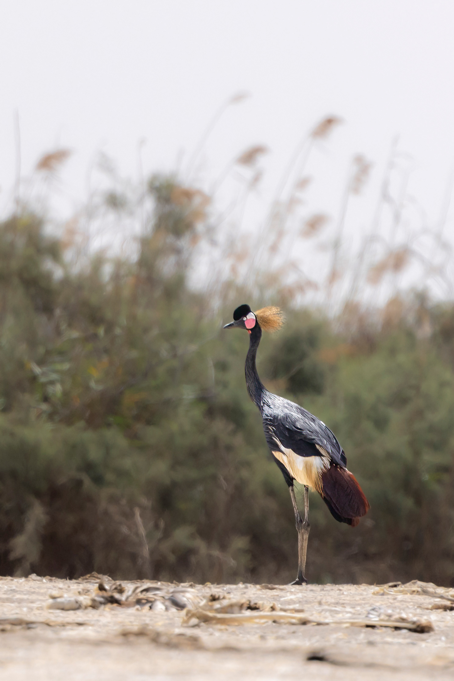 Black Crowned-Crane - Senegal