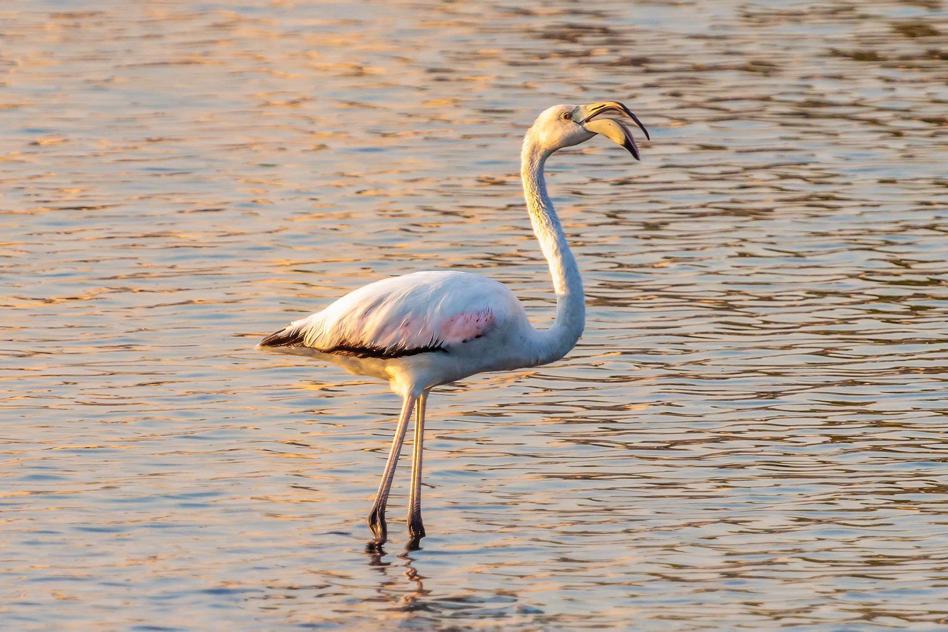 Greater Flamingo - Bahrain