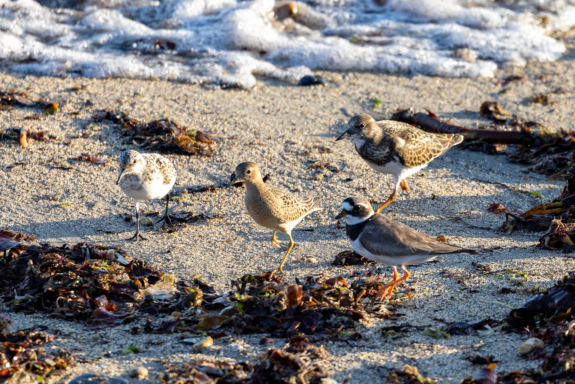 Common Ringed Plover, Buff-breasted Sandpiper, Sanderling and Ruddy Turnstone - UK