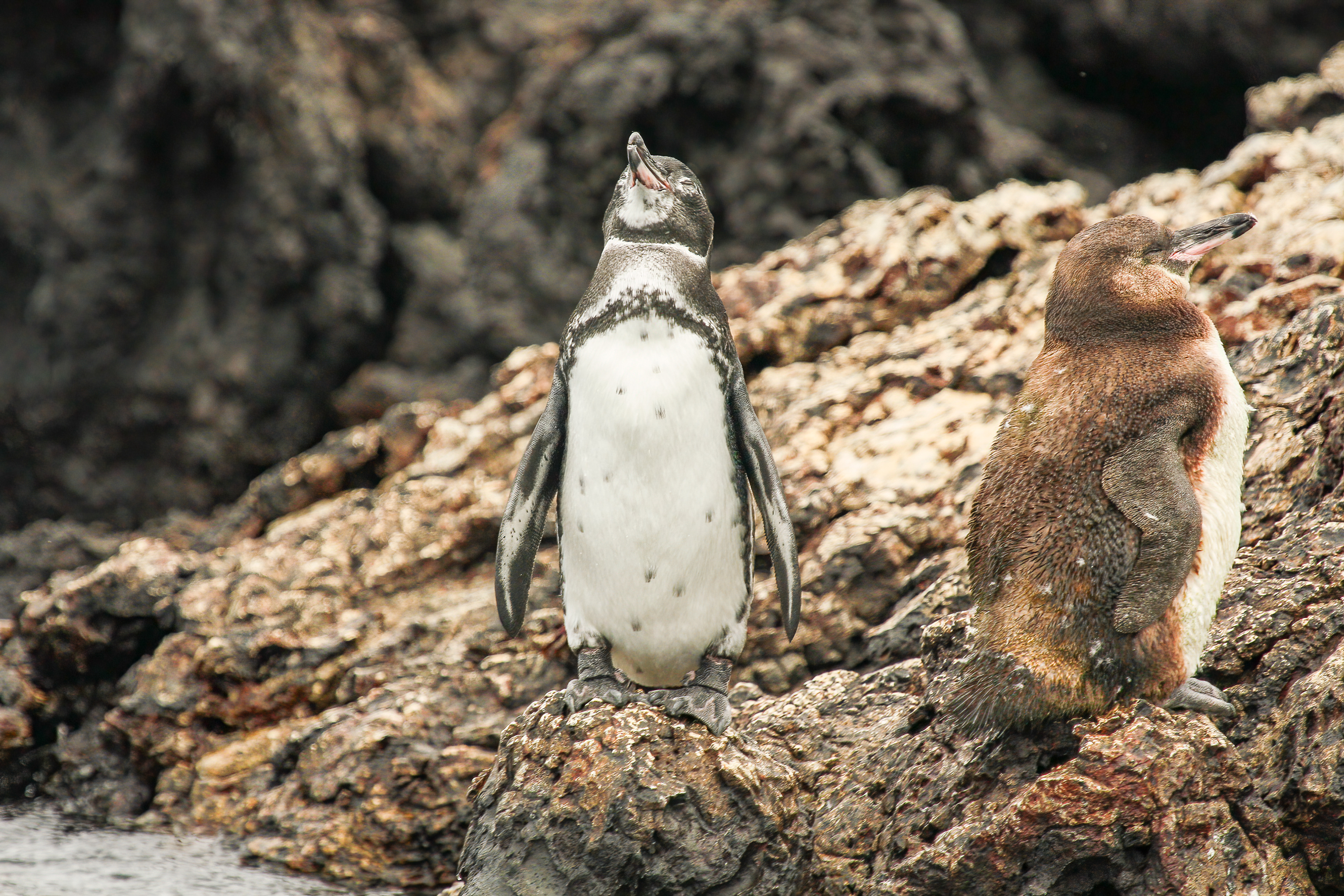 Galapagos Penguin - Galapagos