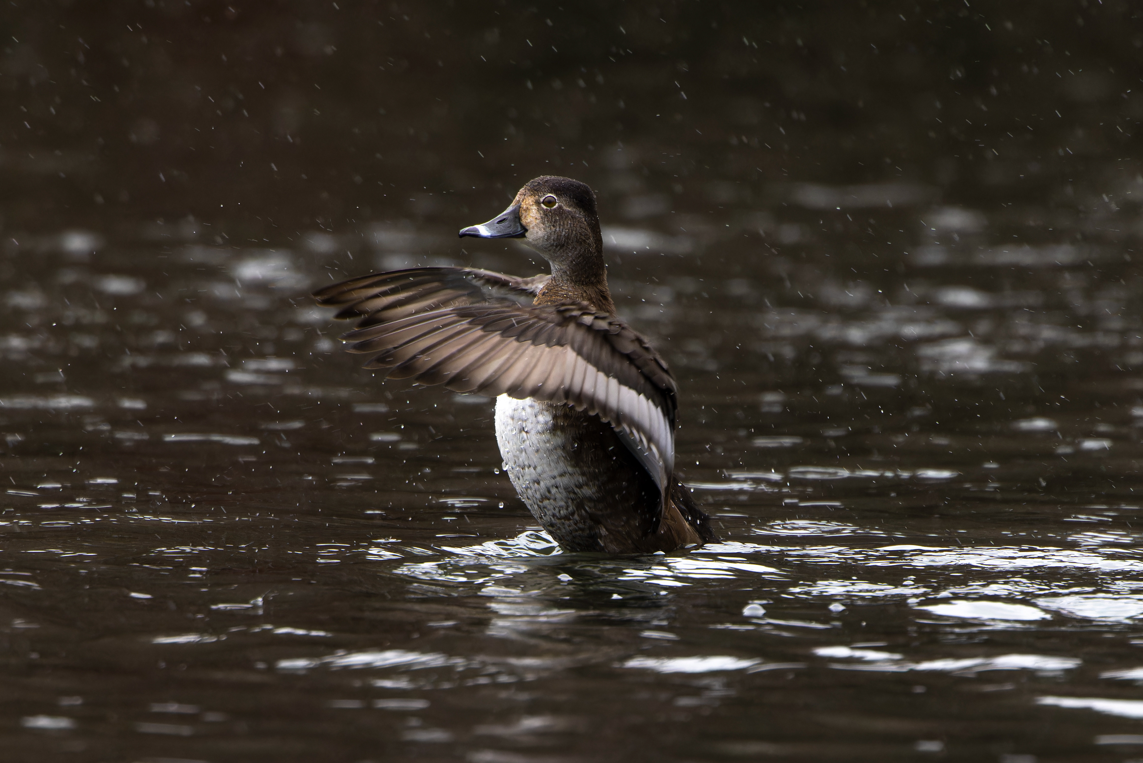 Ring-necked Duck - UK