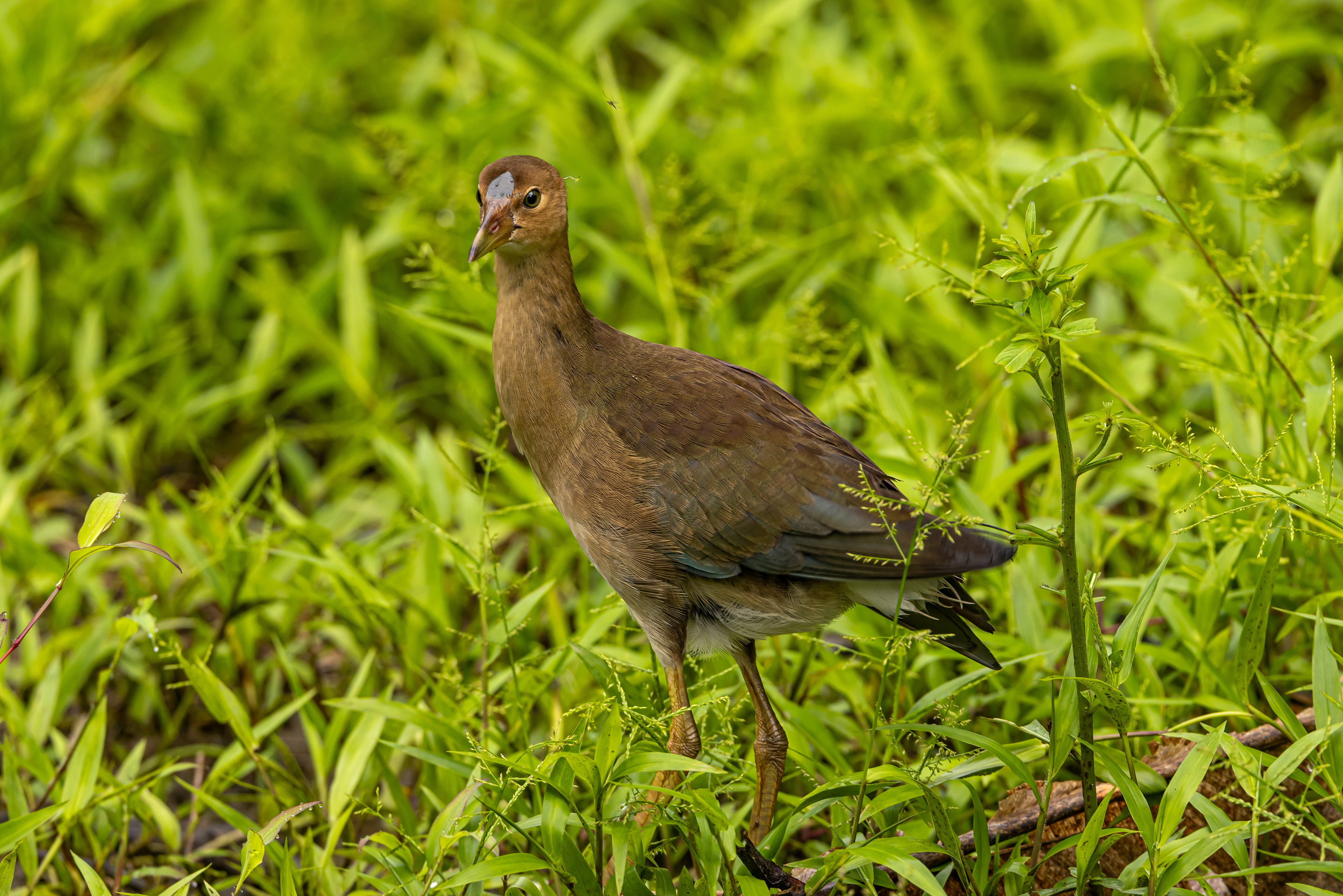 Purple Gallinule (Juv) - Costa Rica
