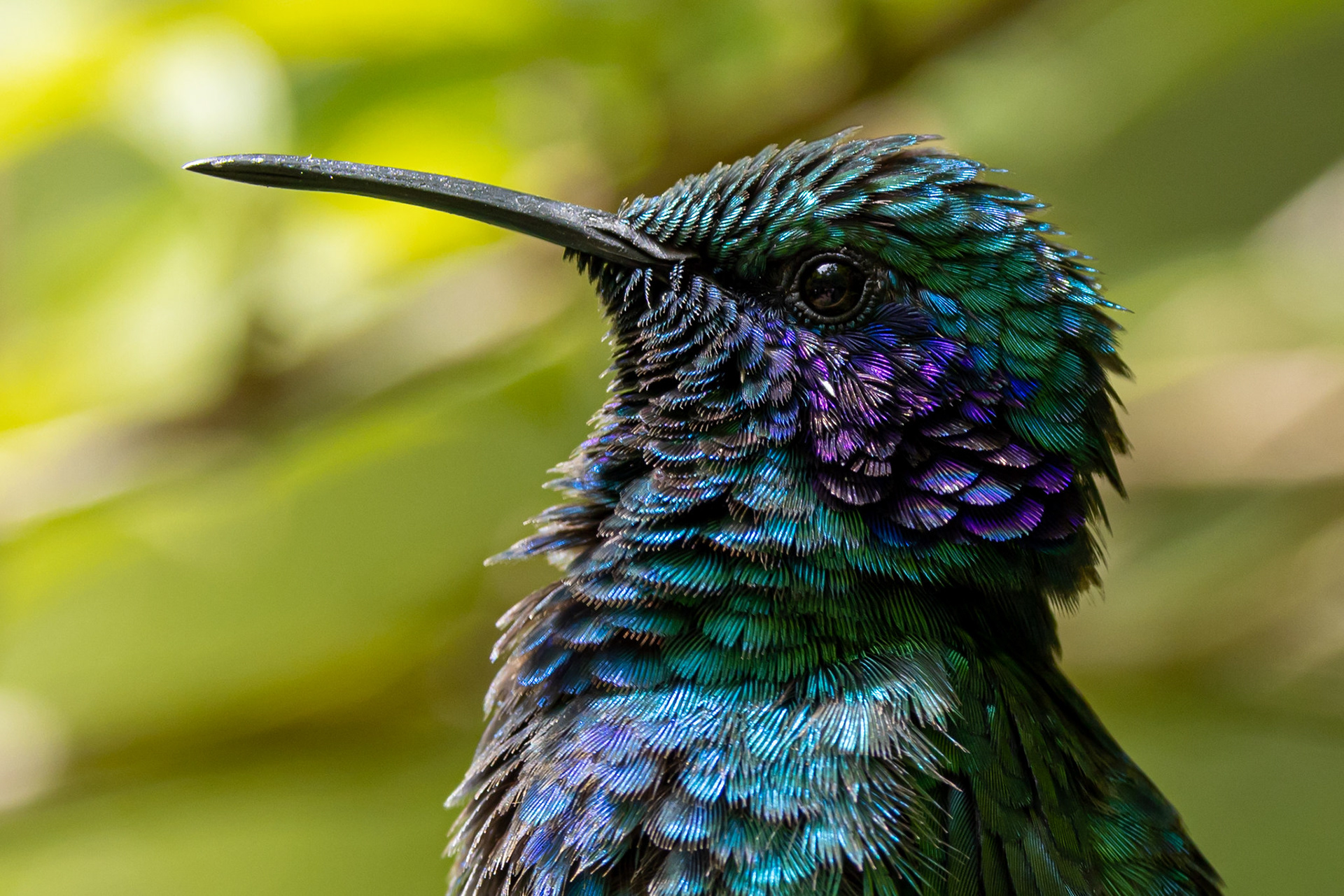 Green Violetear - Costa Rica
