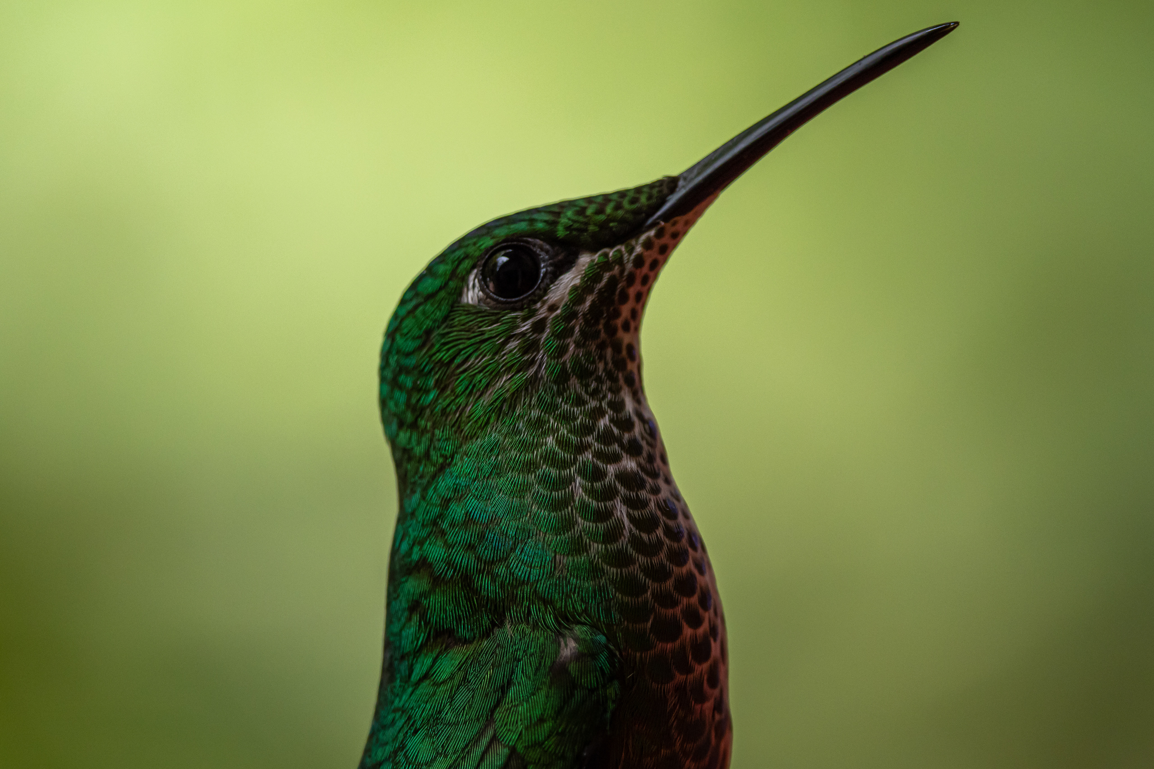Green-crowned Brilliant - Costa Rica