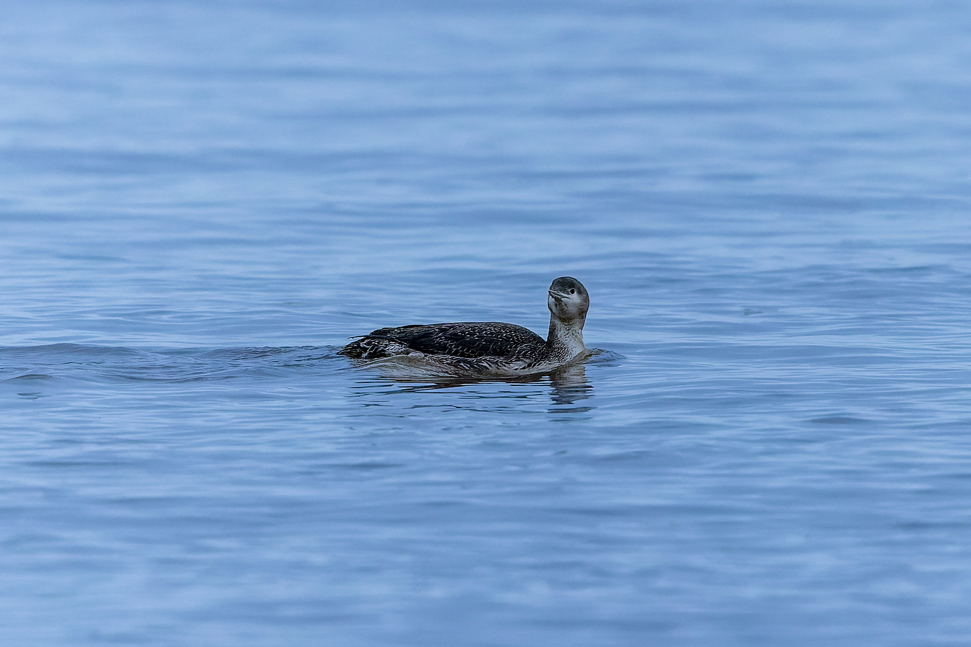 Red-throated Diver - UK