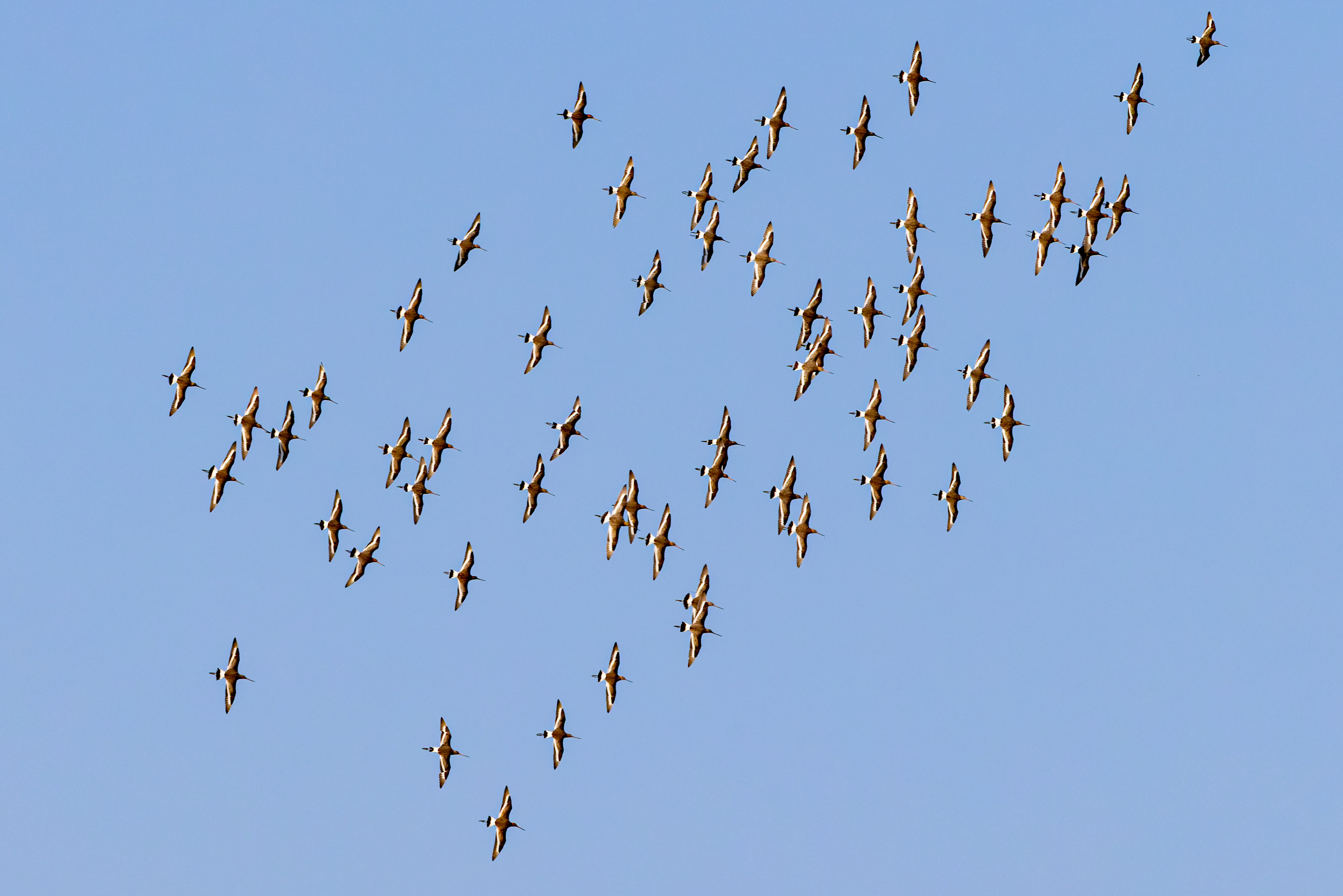 Black-tailed Godwit - UK