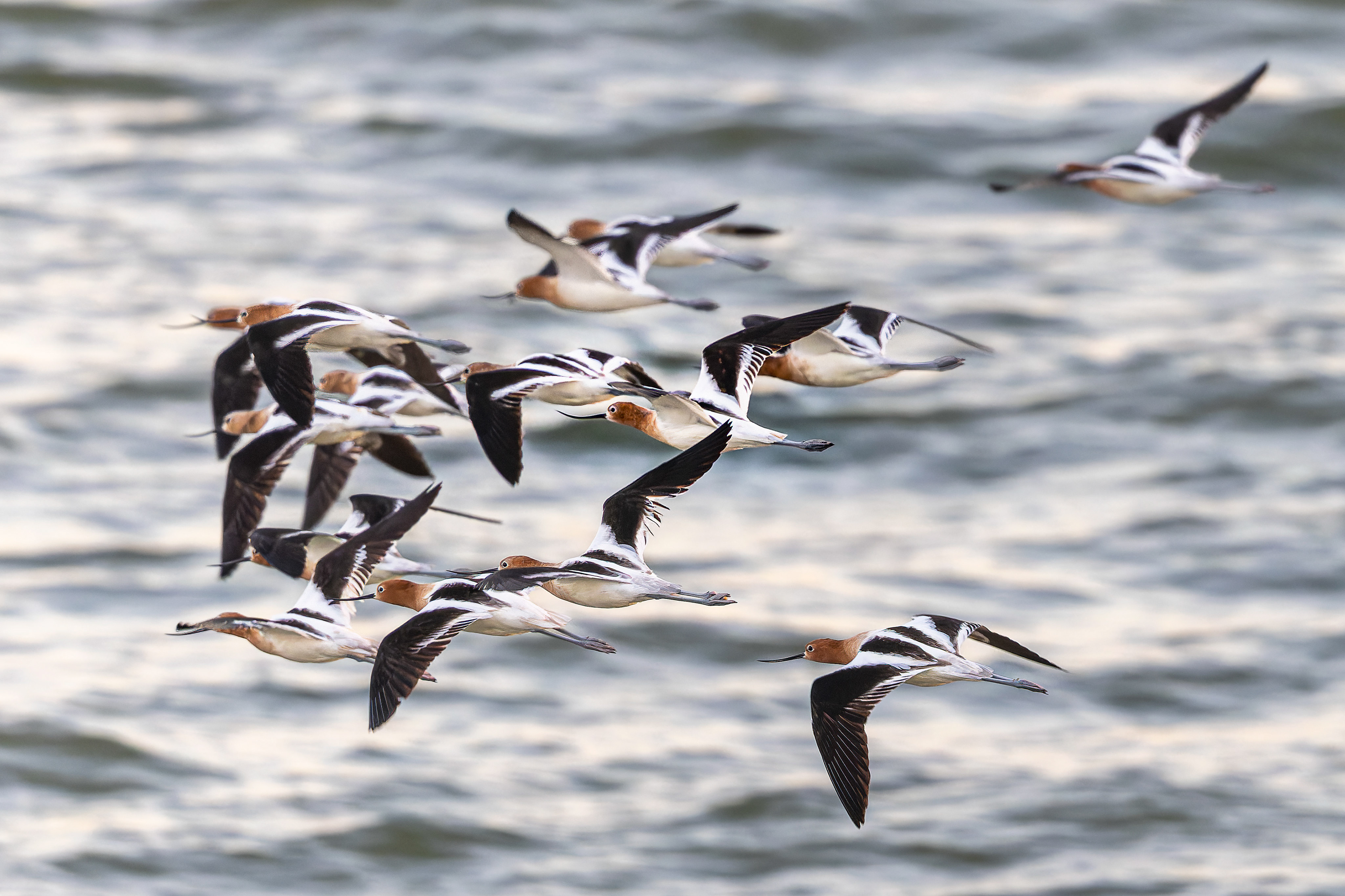 American Avocet - USA