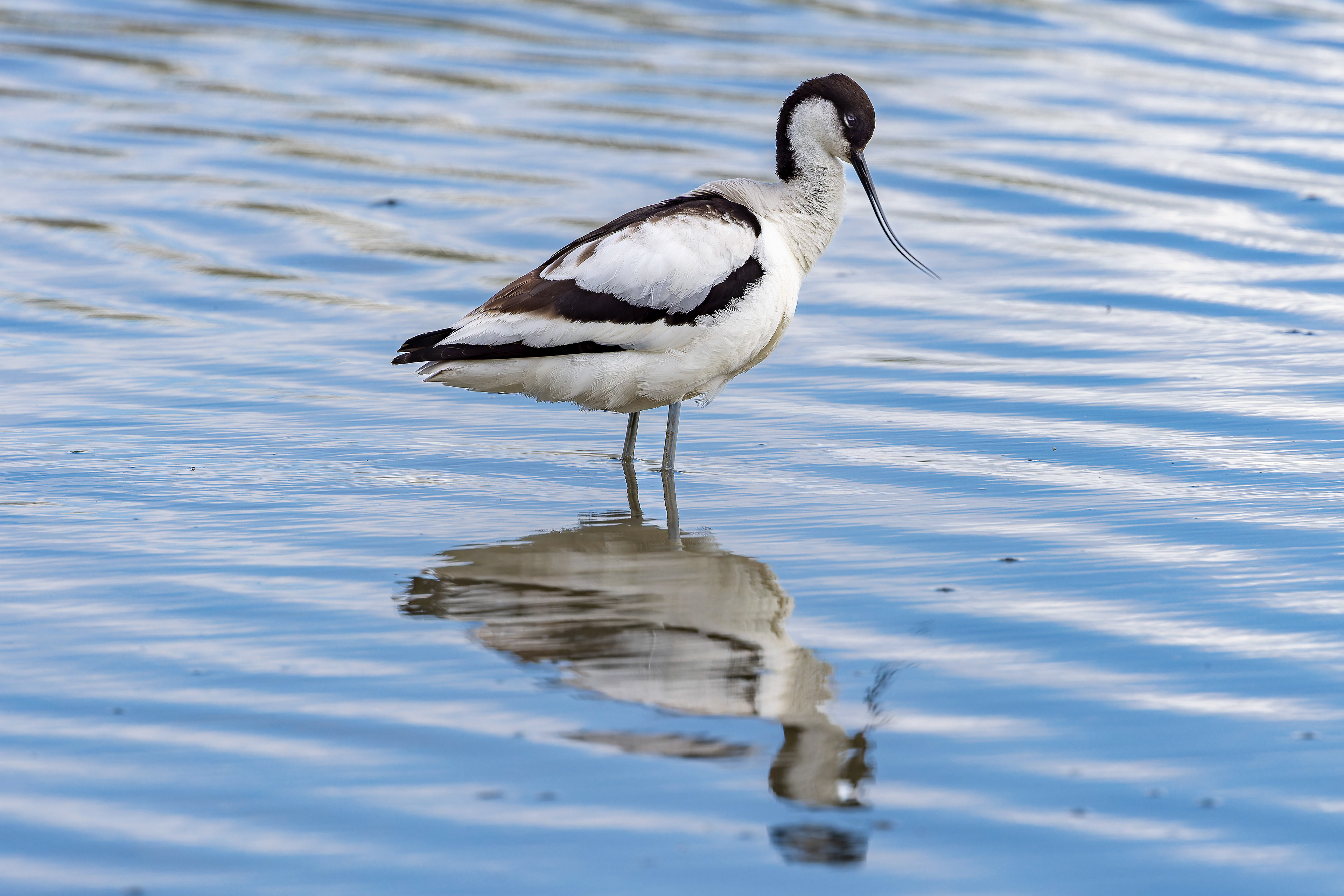 Pied Avocet - UK