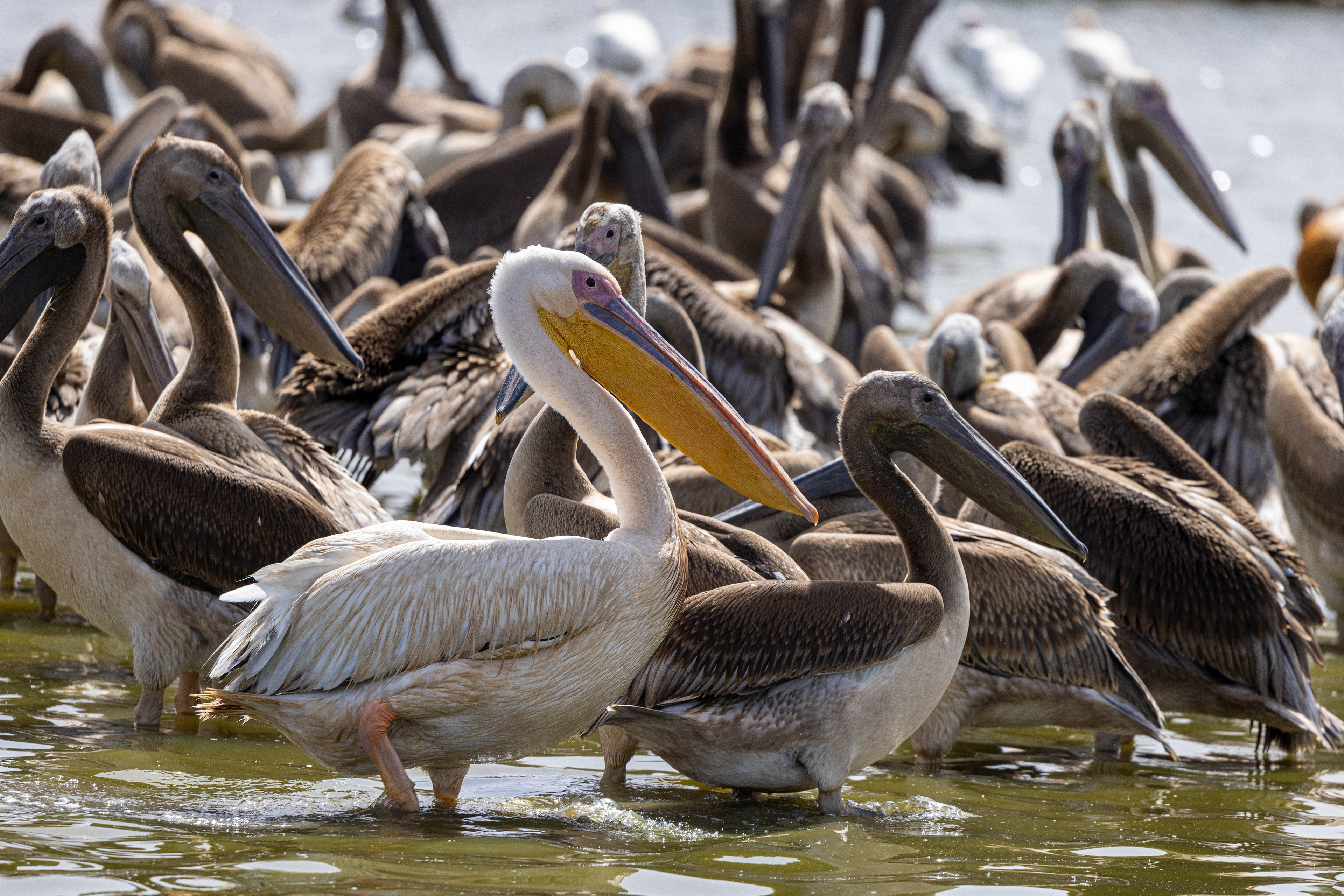 Great White Pelican - Senegal