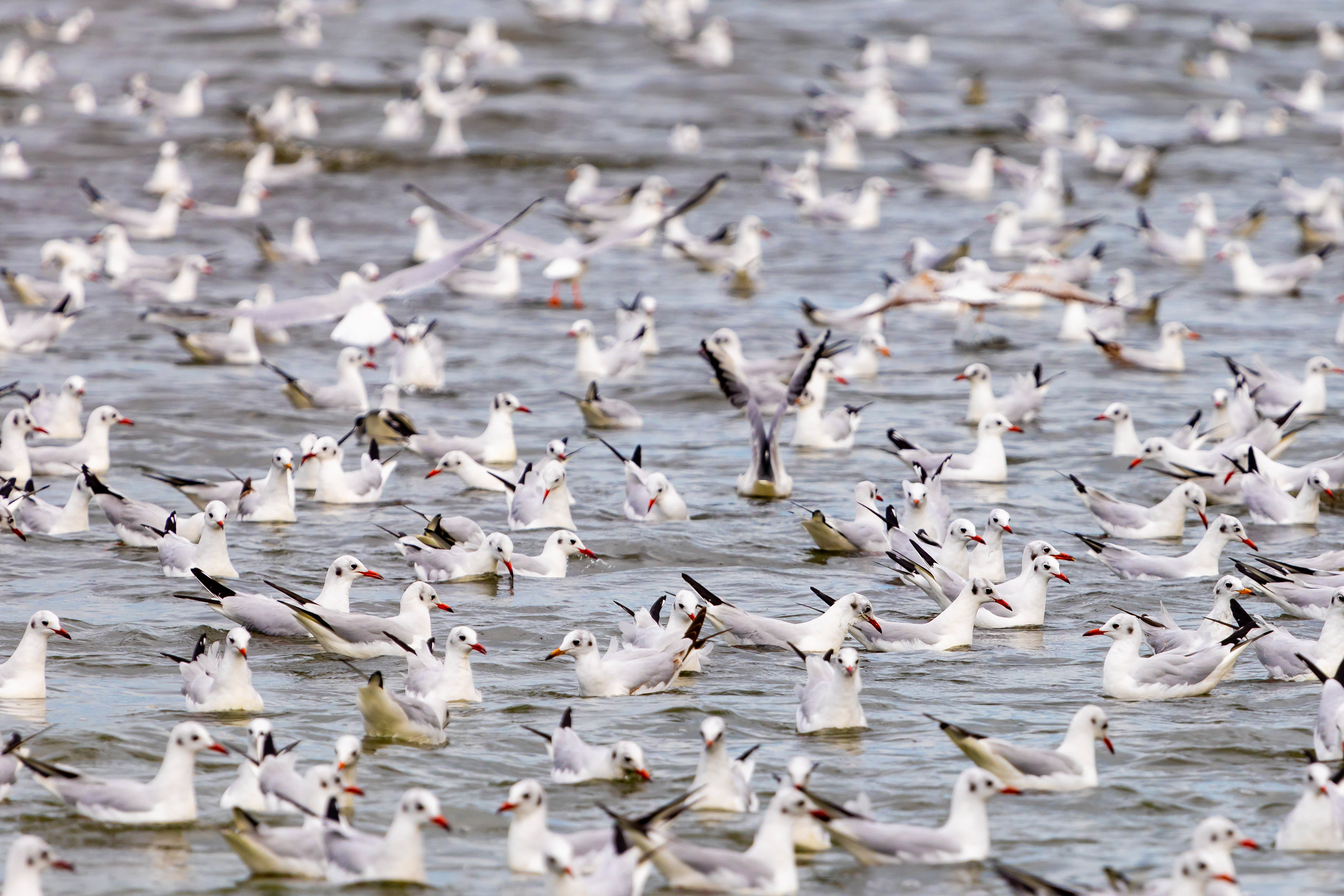 Black-headed Gull - Bahrain