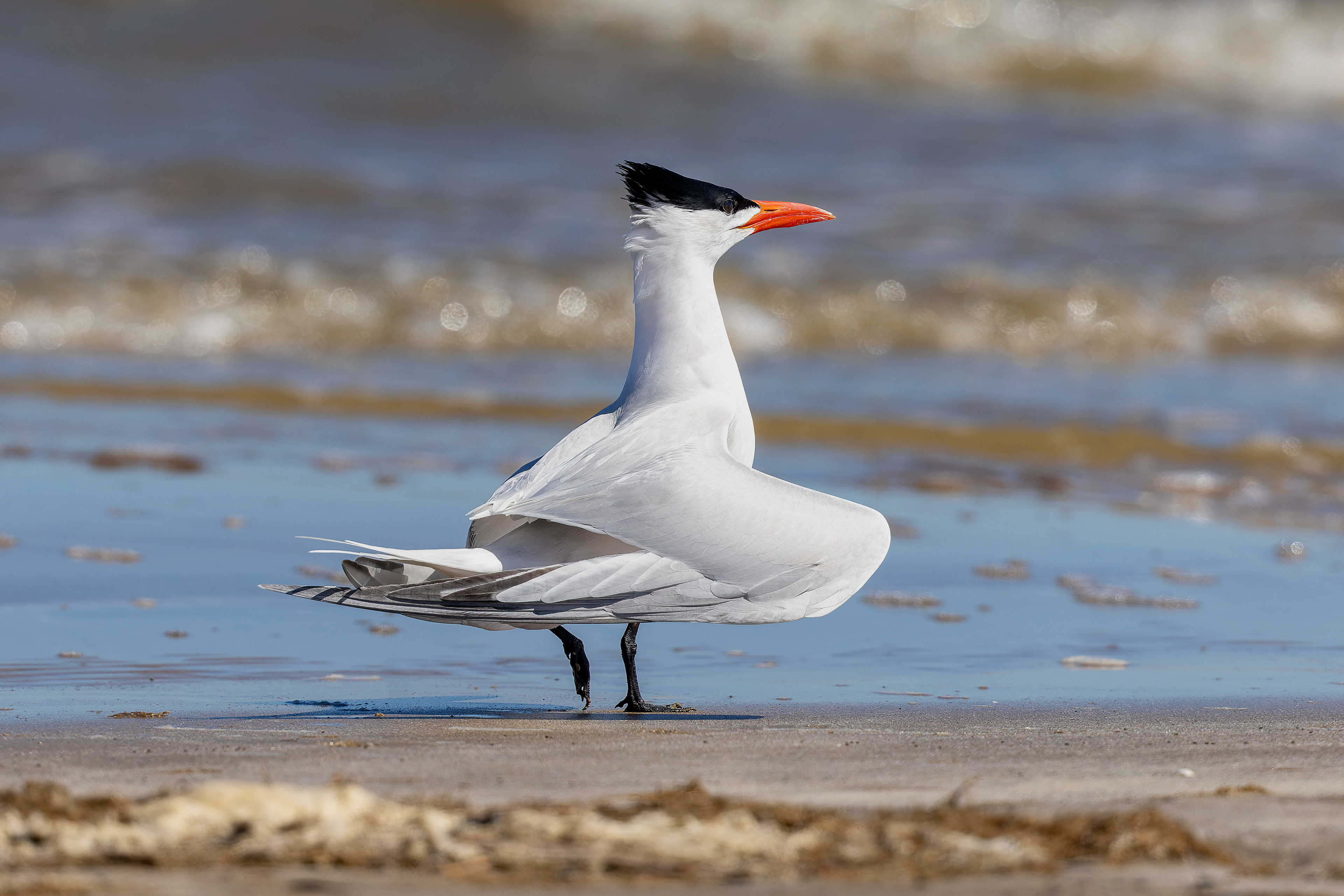 Royal Tern - USA