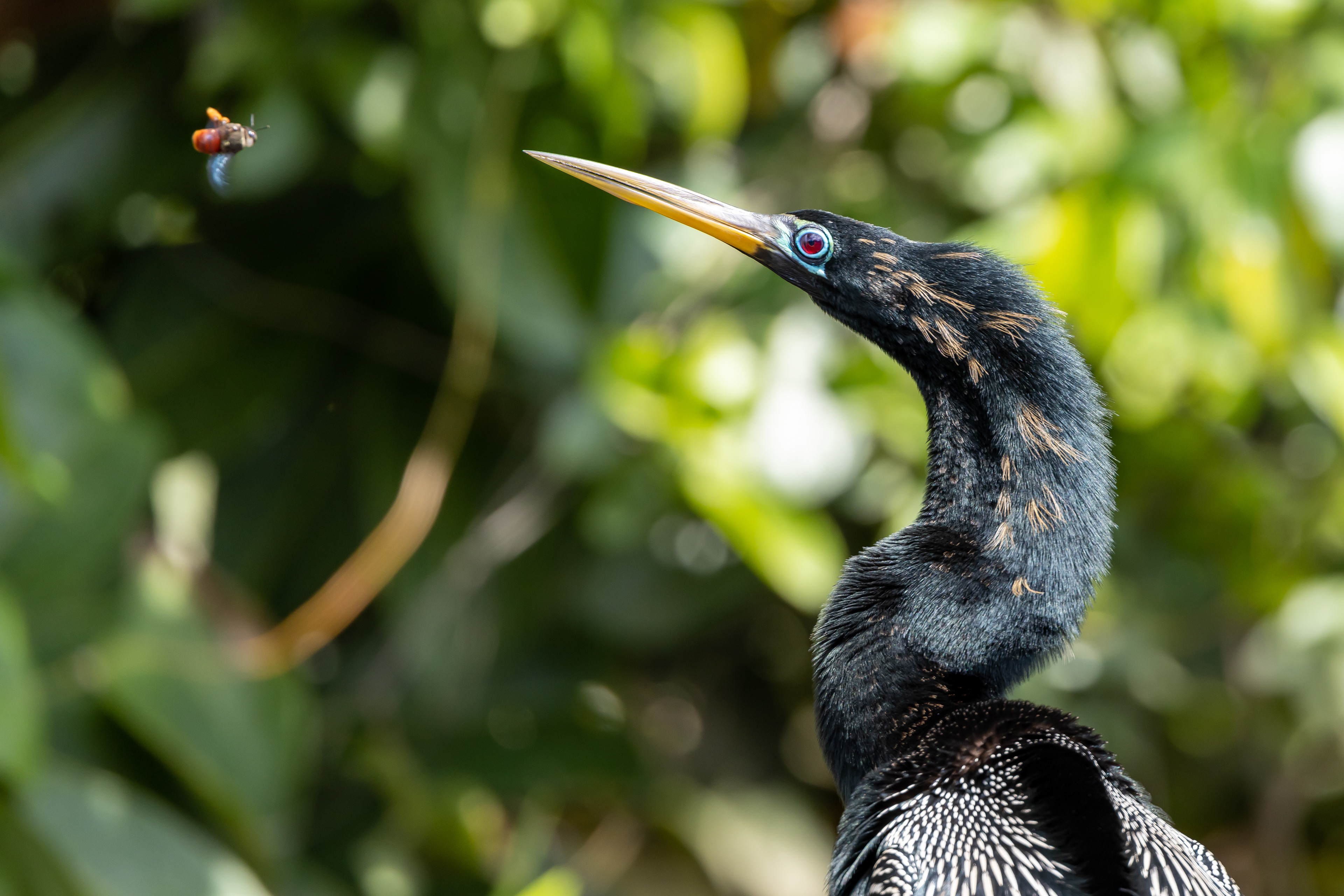 Anhinga - USA