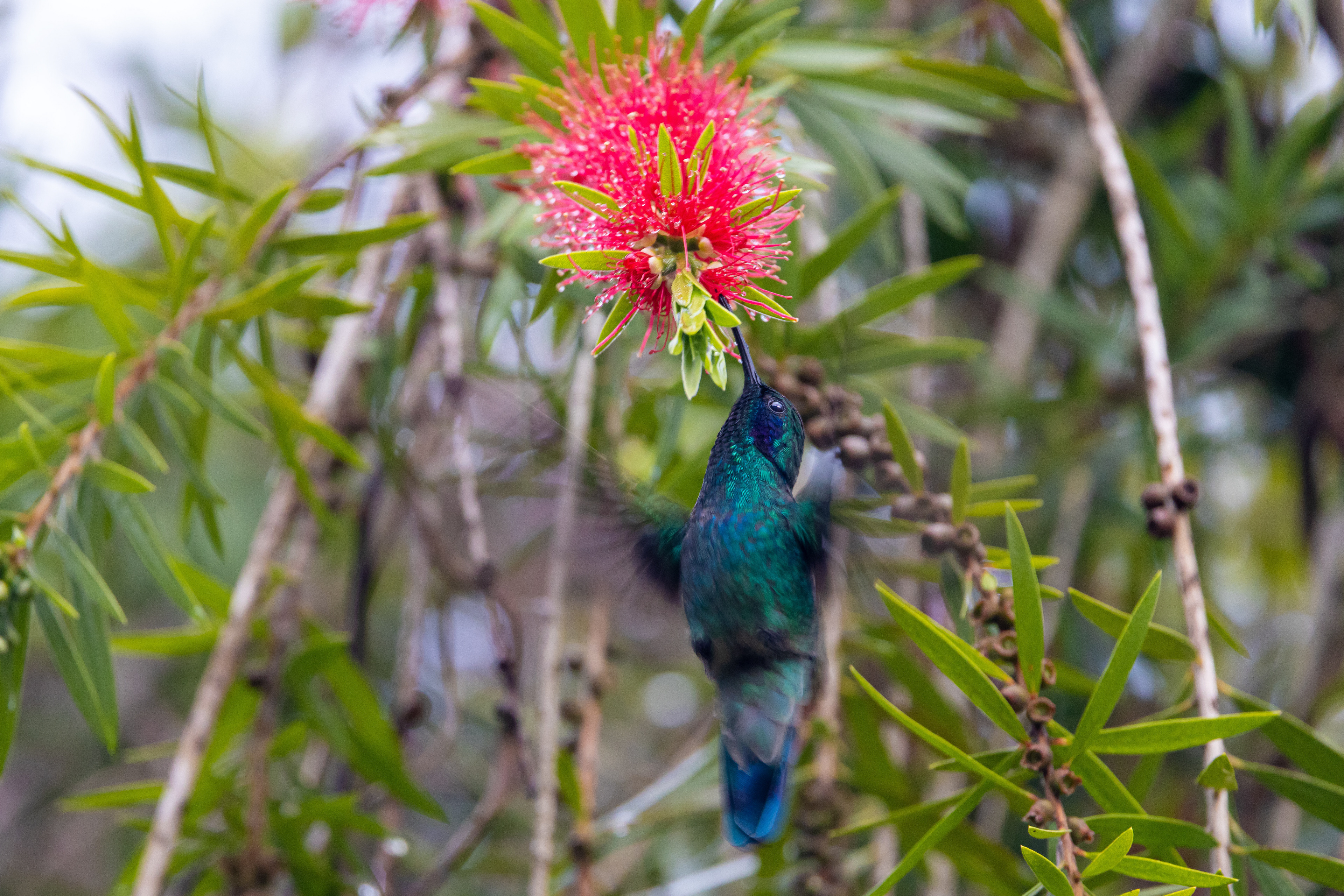 Green Violetear - Costa Rica