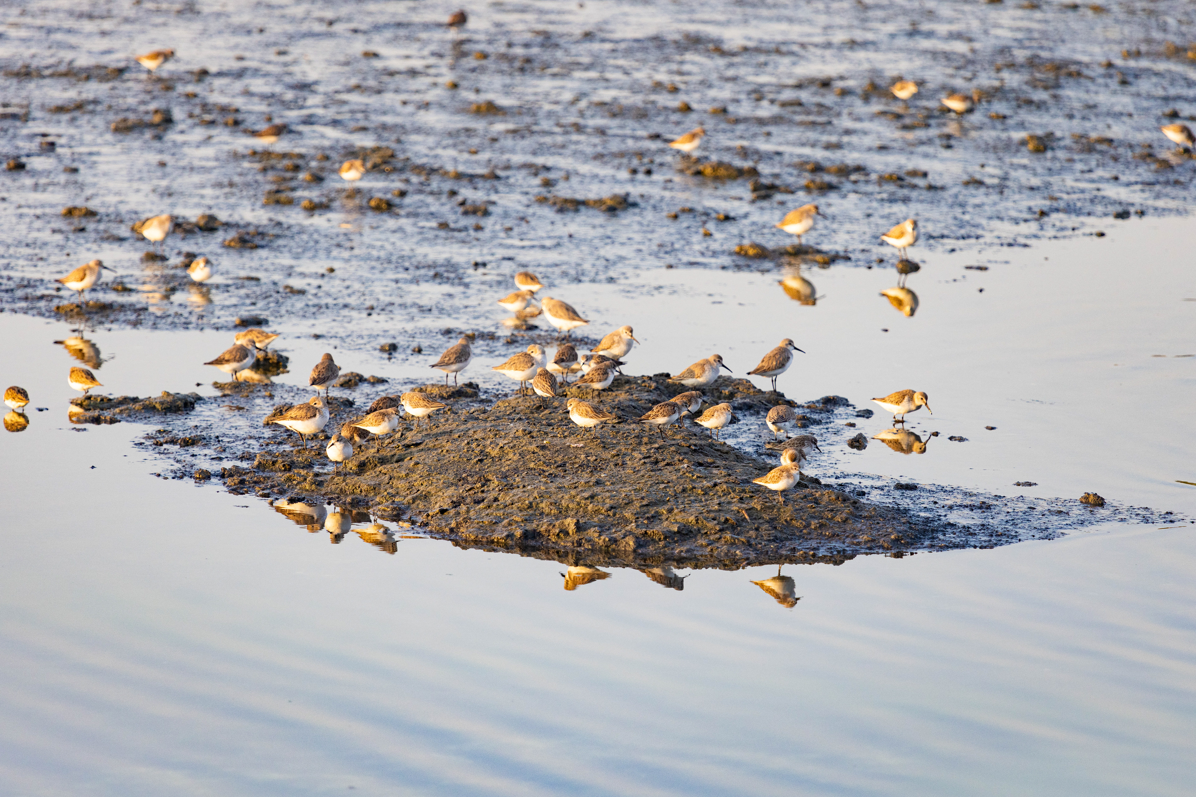 Little Stint - Bahrain