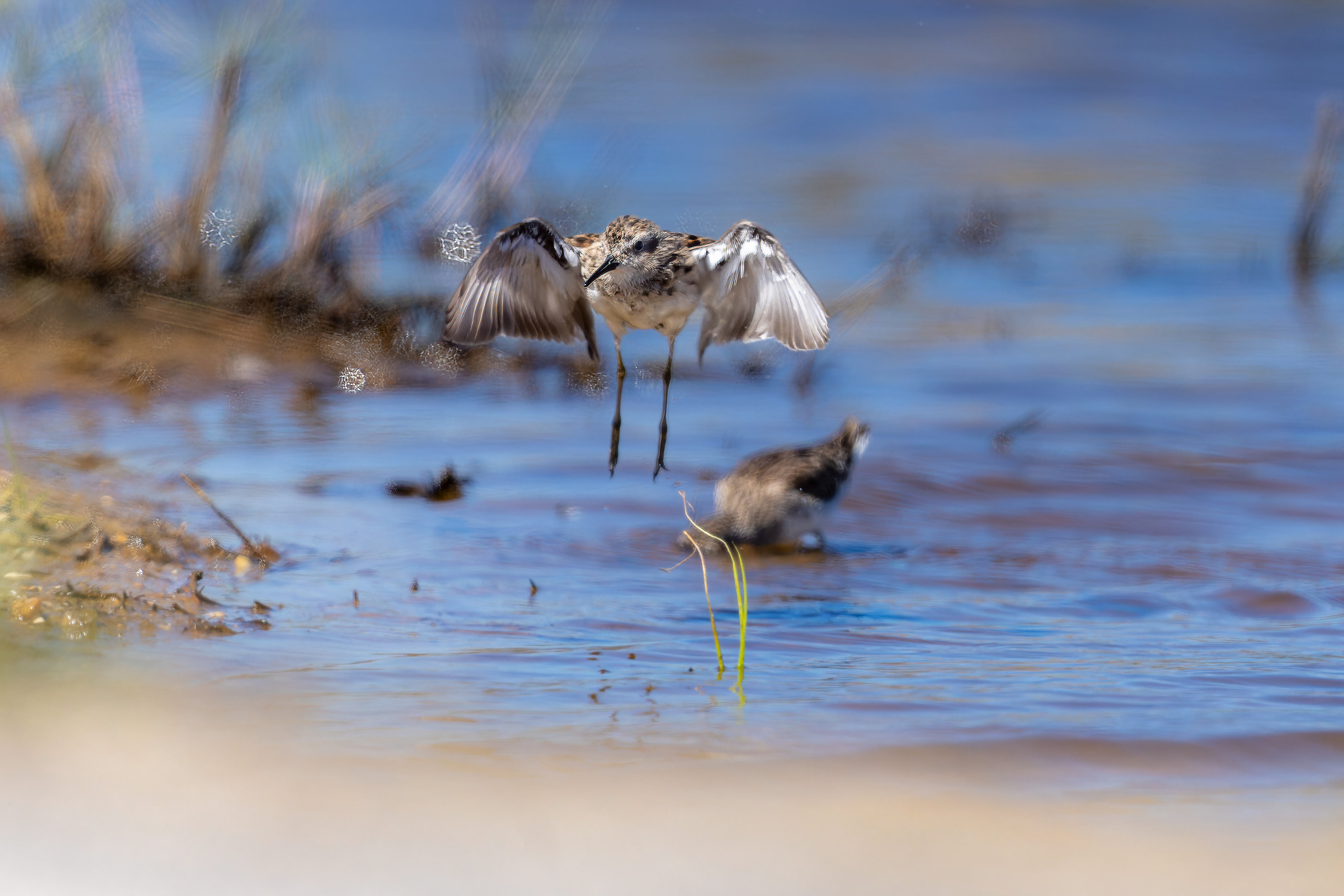 Least Sandpiper - USA