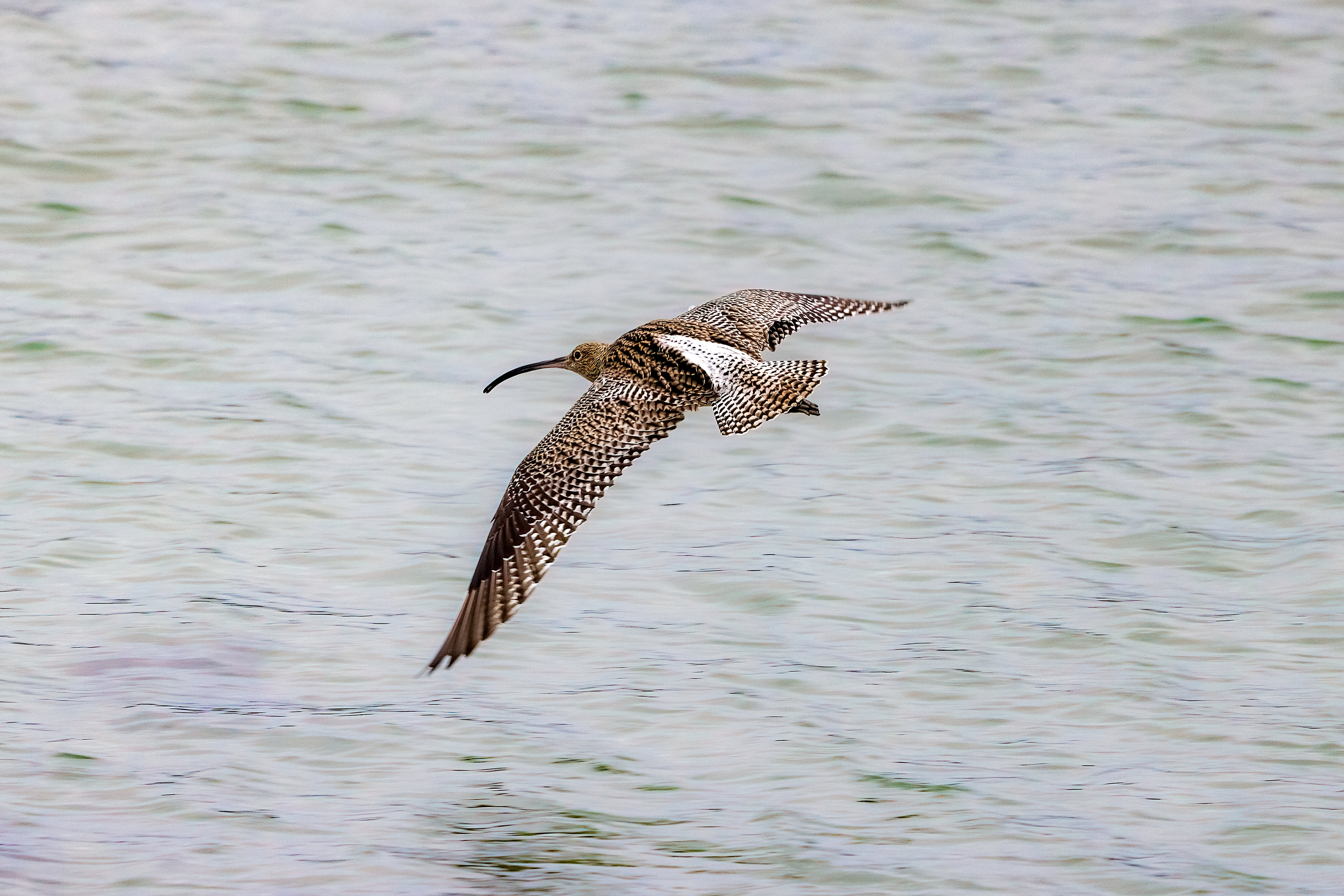 Eurasian Curlew - UK