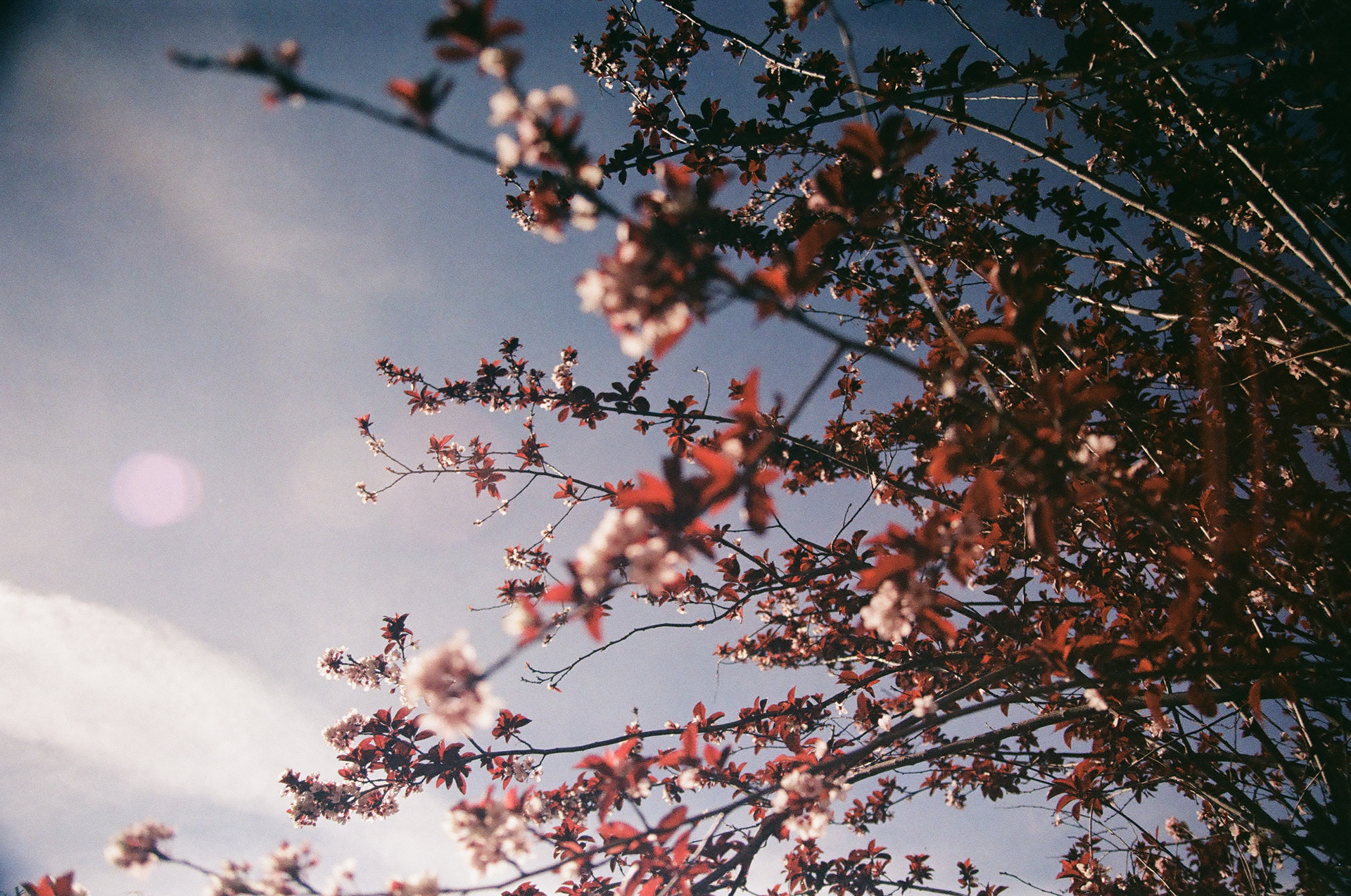 San Jose • March 2022 • Minolta Maxxum 9000 • Vivitar 28-200mm 3.5-5.6