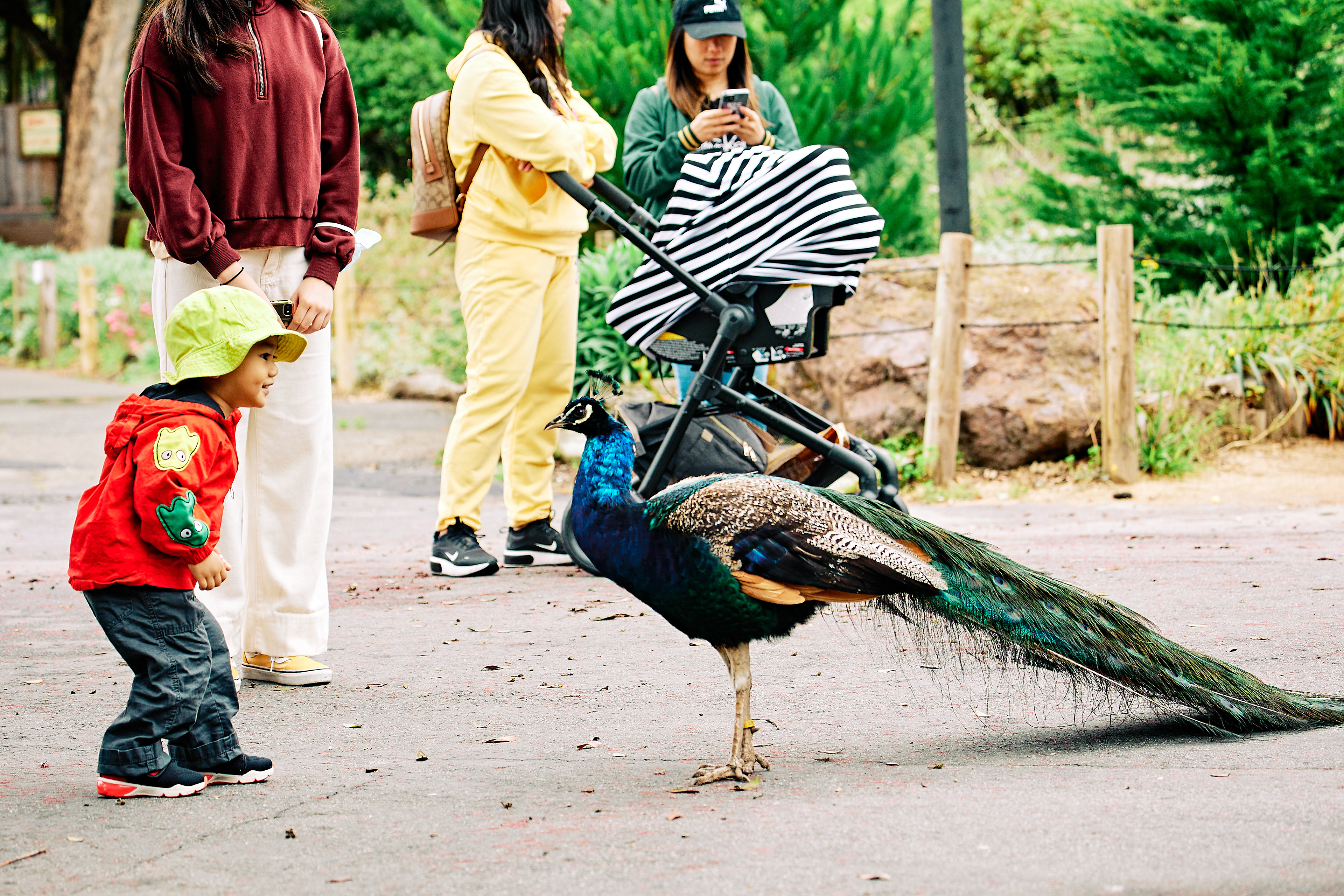 Indian Peacock coming up to say hi
