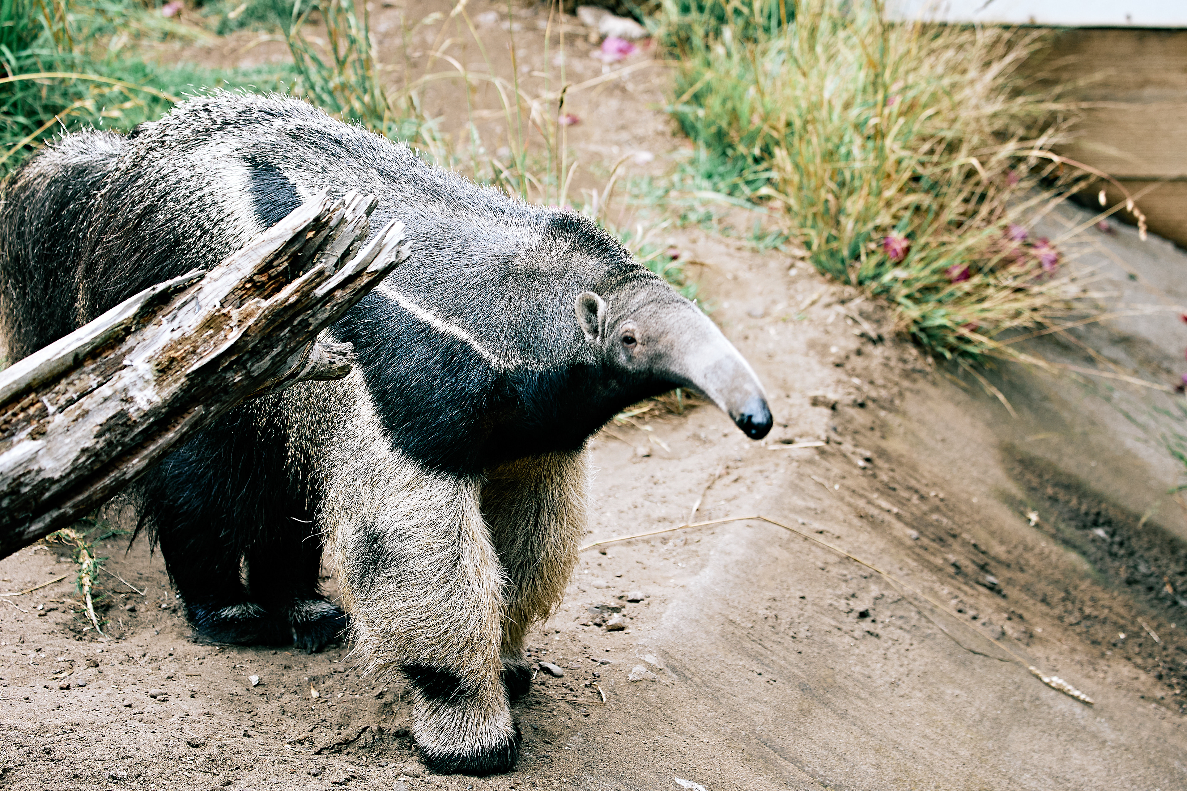 Giant Anteater