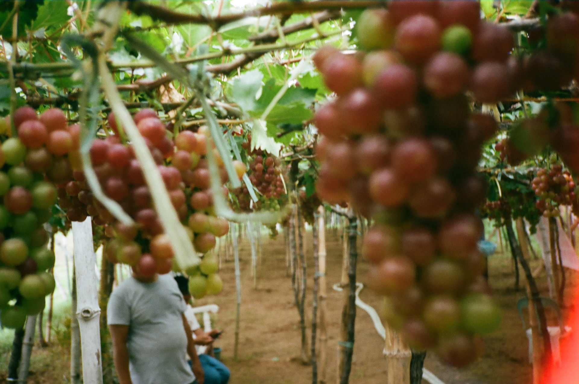 Philippines. Camera: Konica C35 AF Lens: Hexanon 38mm f/2.8 Film: Kodak Professional Portra 400