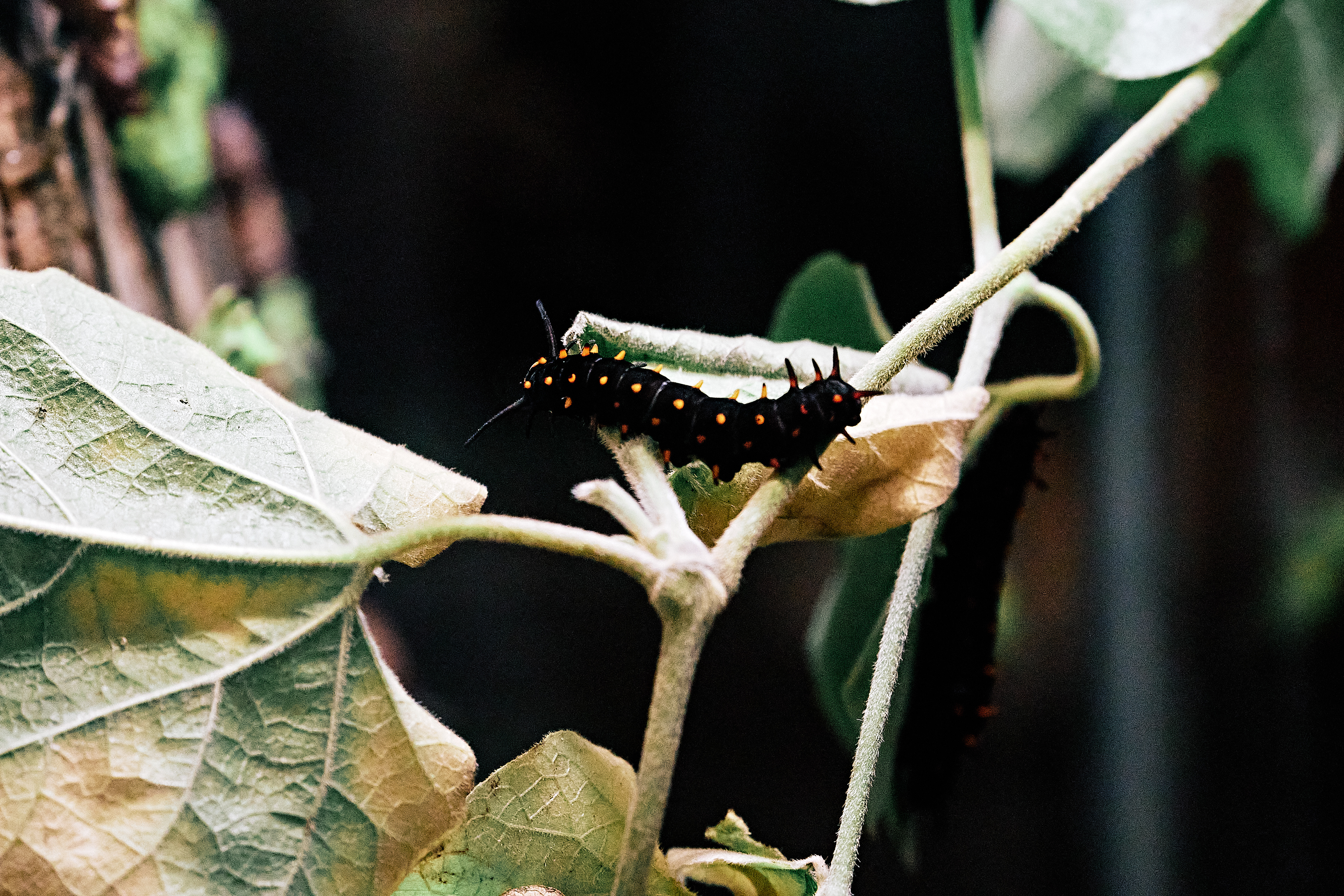 Pipevine Swallowtail caterpillar