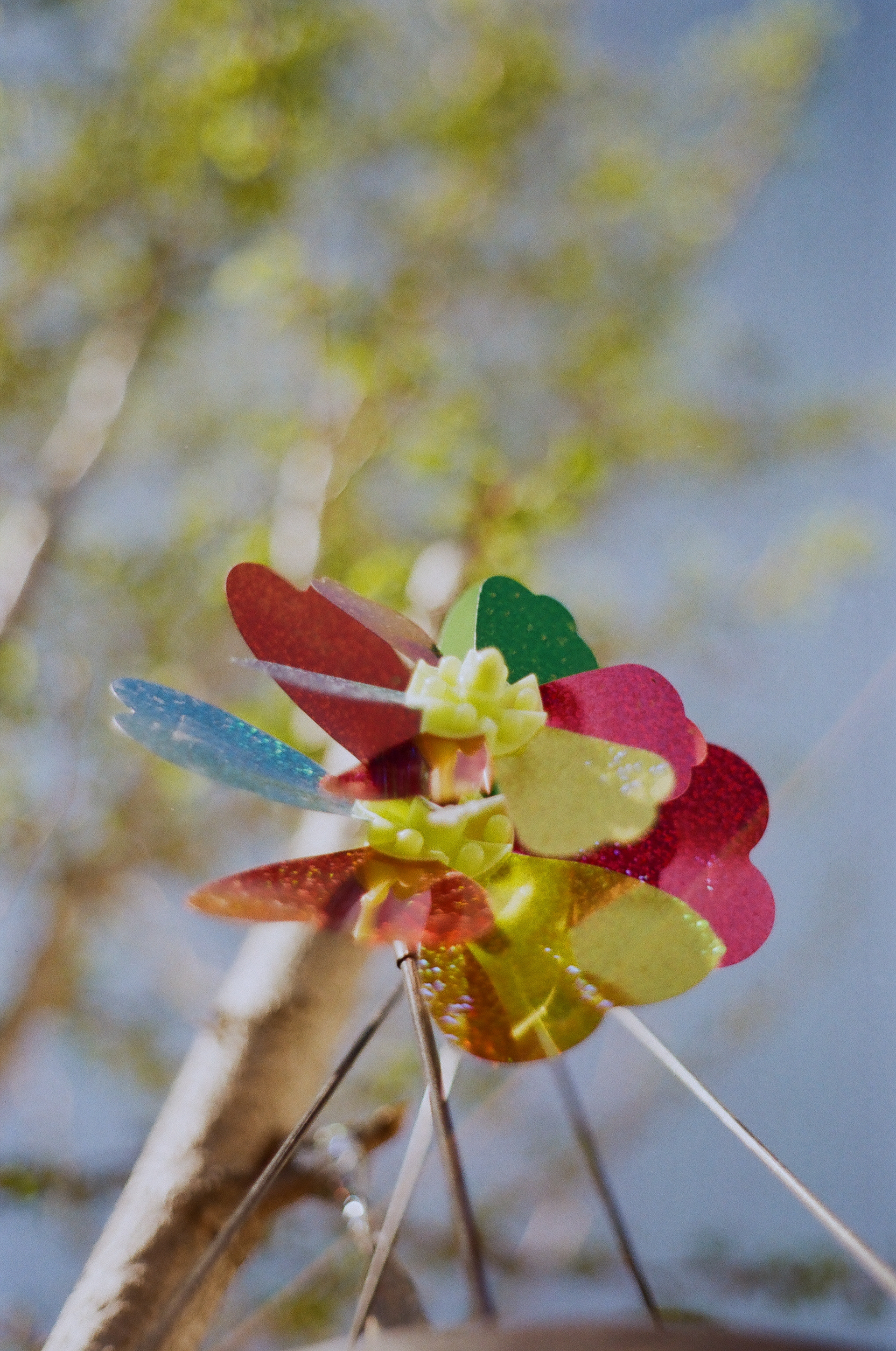 San Jose • March 2022 • Minolta Maxxum 9000 • Minolta 50mm 1.7 AF