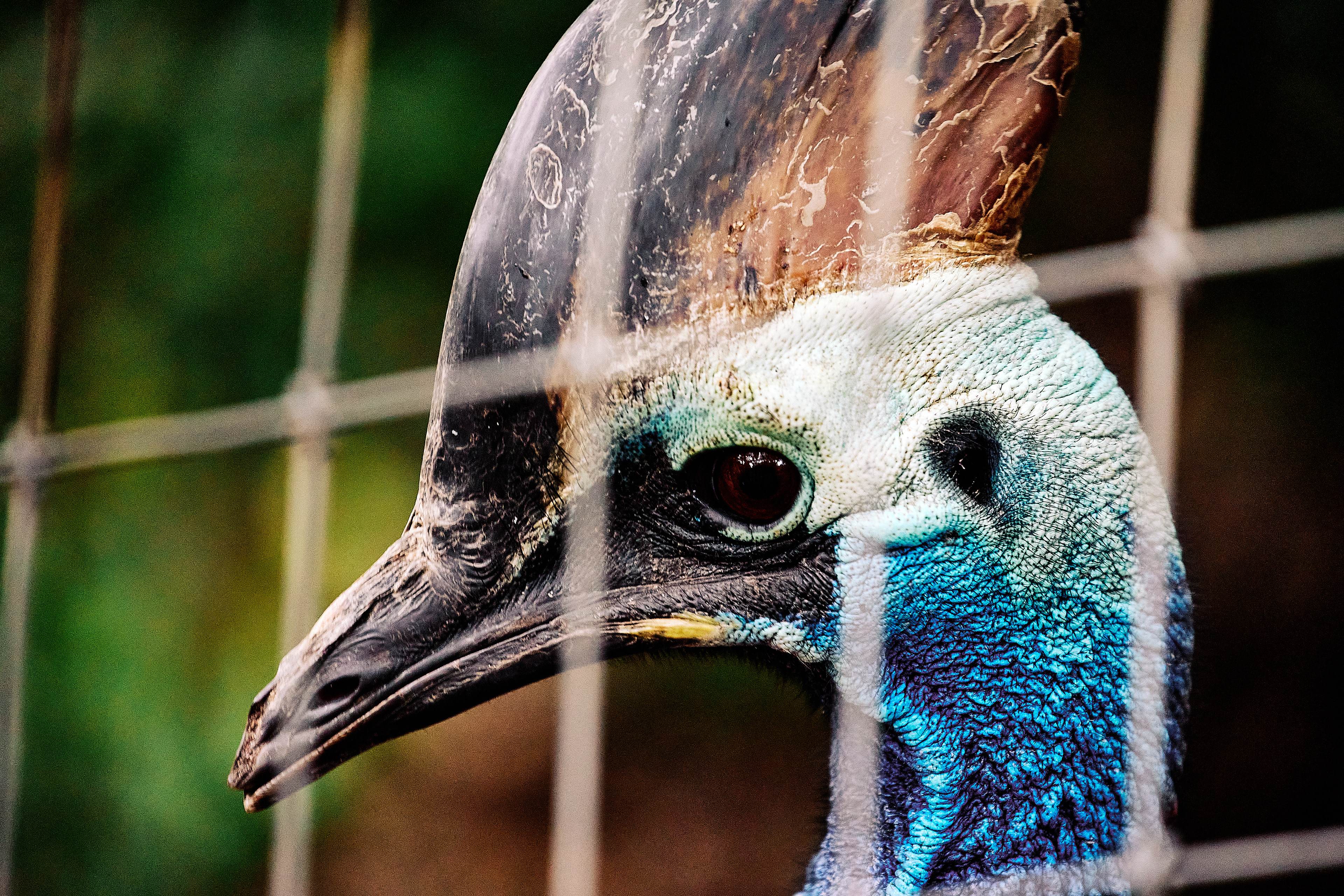 Double-wattled Cassowary