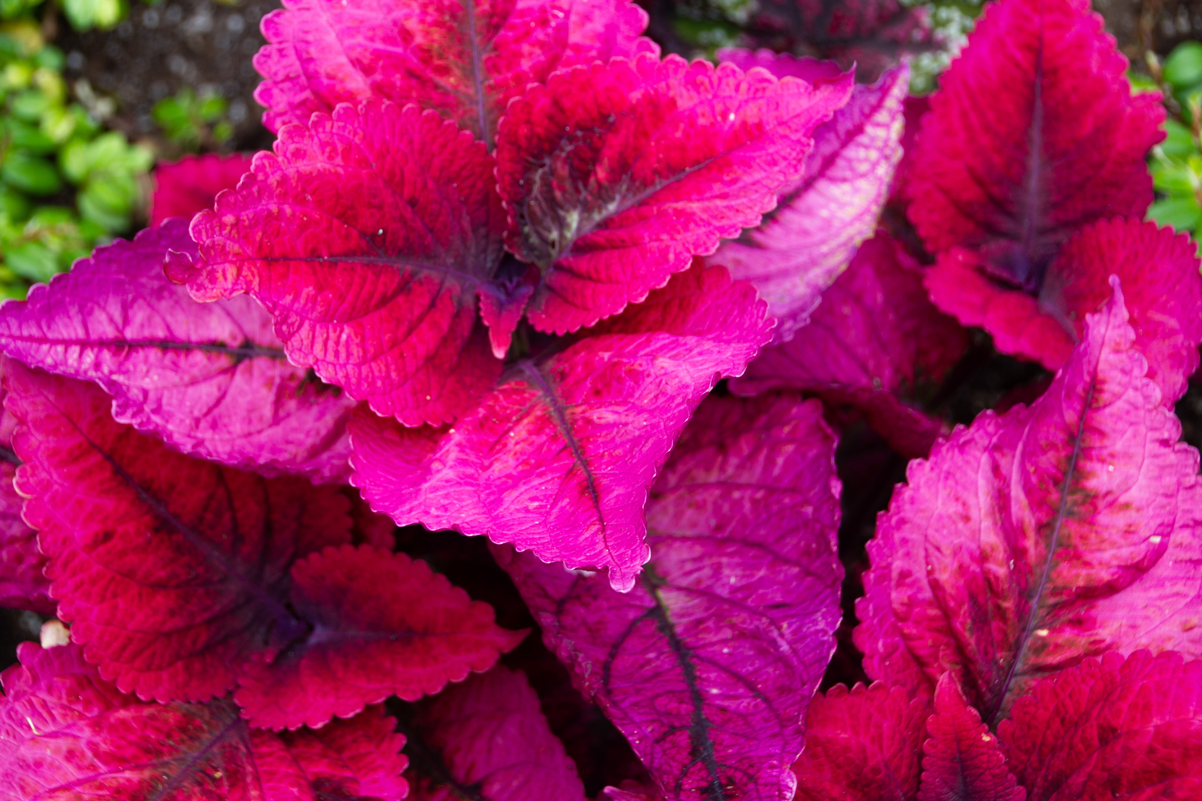 Canon EOS REBEL T2i | Tamron AF 18-270mm f/3.5-6.3 Di II VC PZD