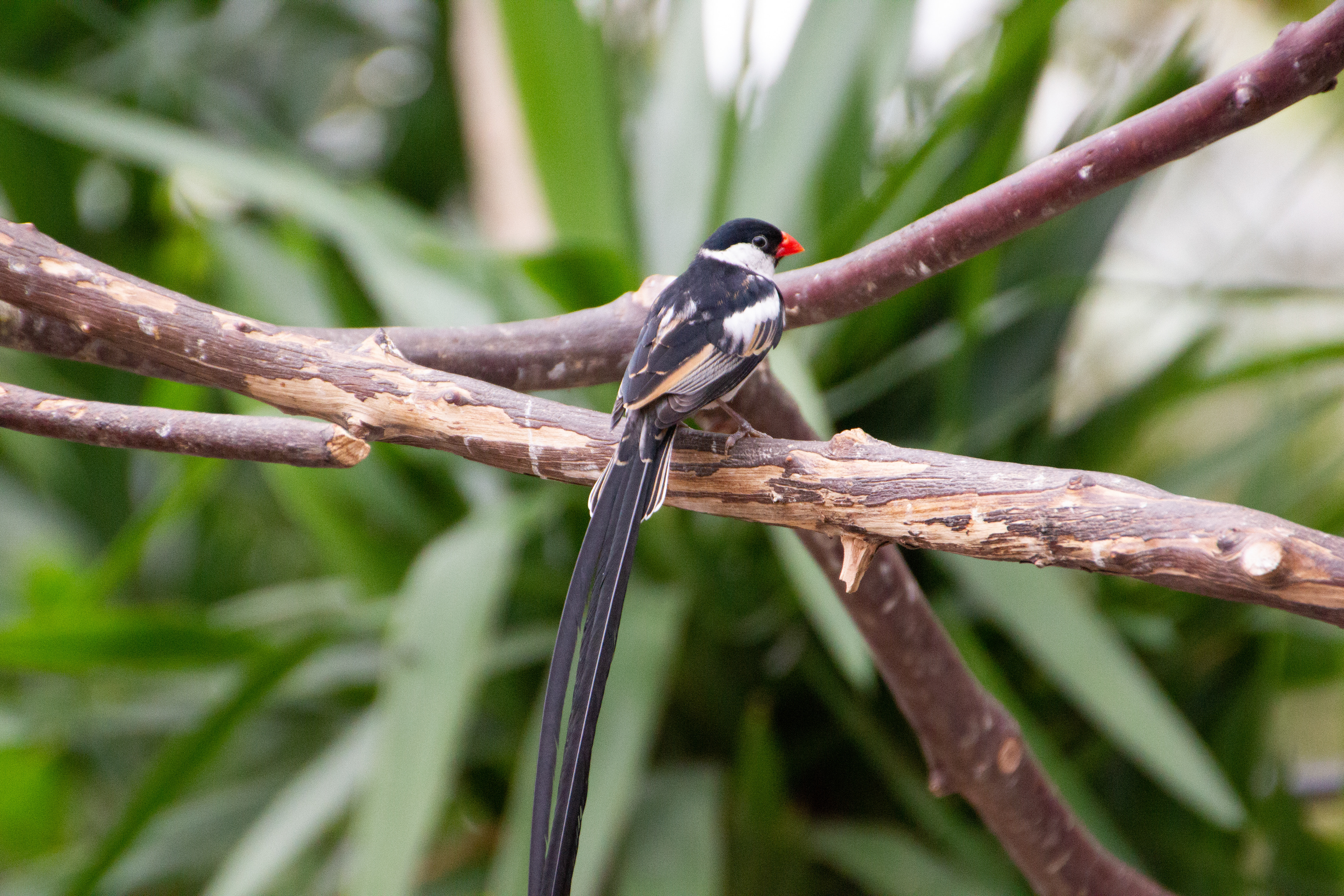 Canon EOS REBEL T2i | Tamron AF 18-270mm f/3.5-6.3 Di II VC PZD