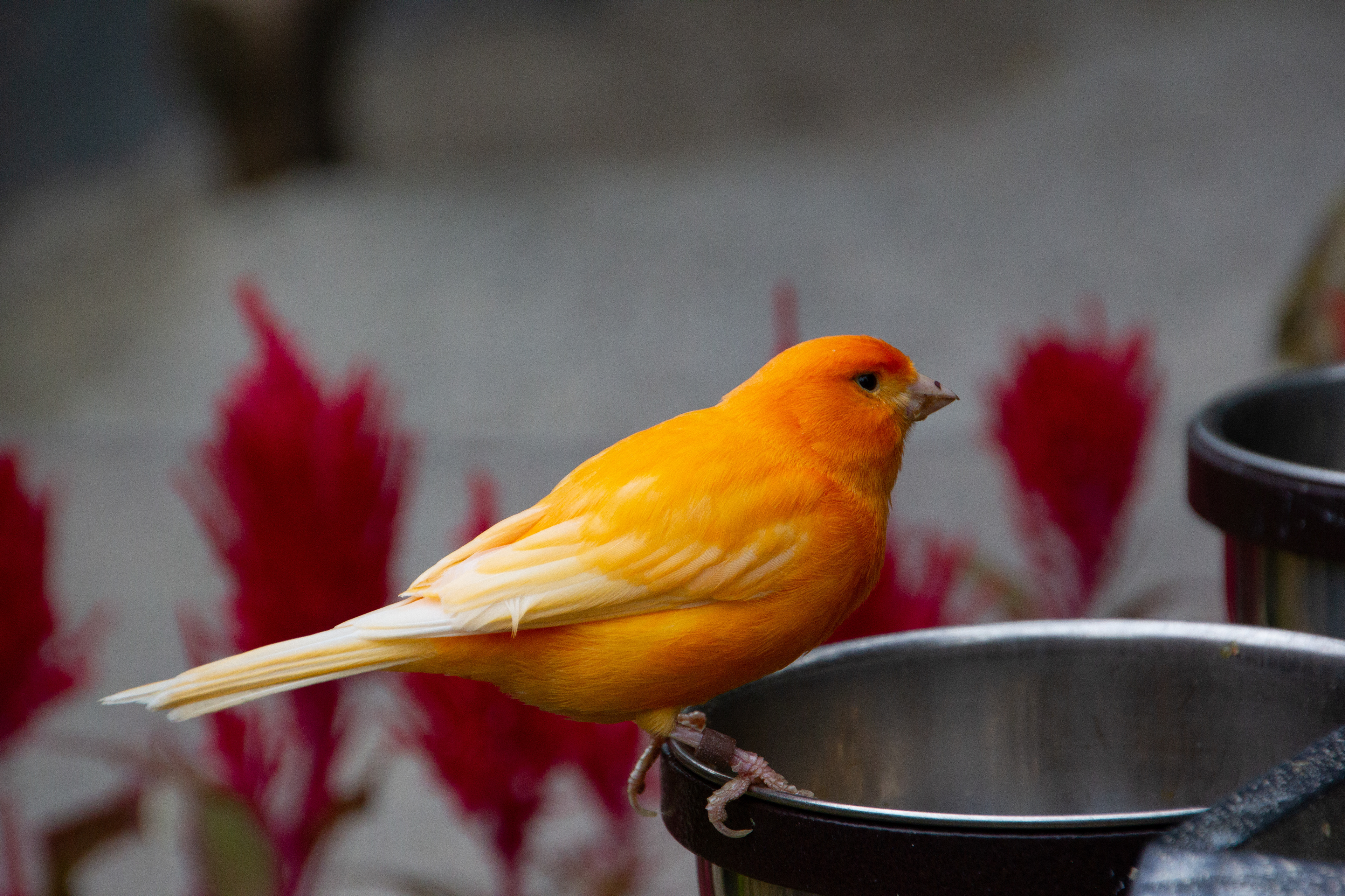 Canon EOS REBEL T2i | Tamron AF 18-270mm f/3.5-6.3 Di II VC PZD