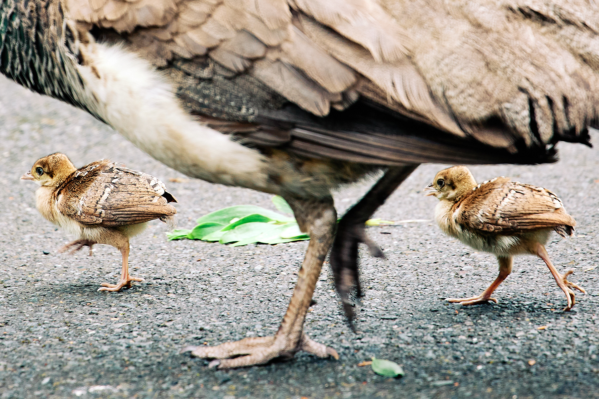 Peachicks following mama peahen