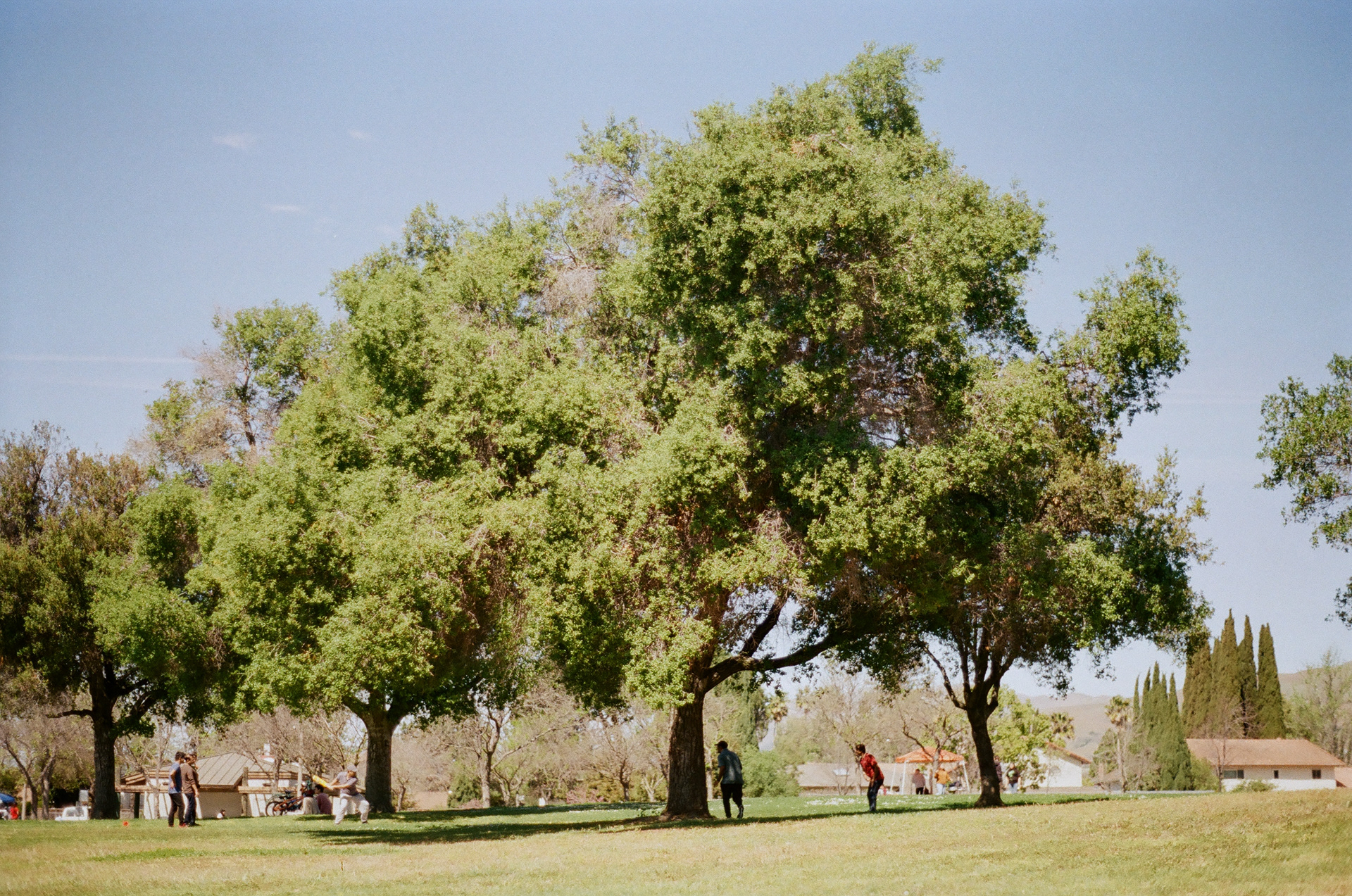 San Jose • March 2022 • Minolta Maxxum 9000 • Minolta 50mm 1.7 AF
