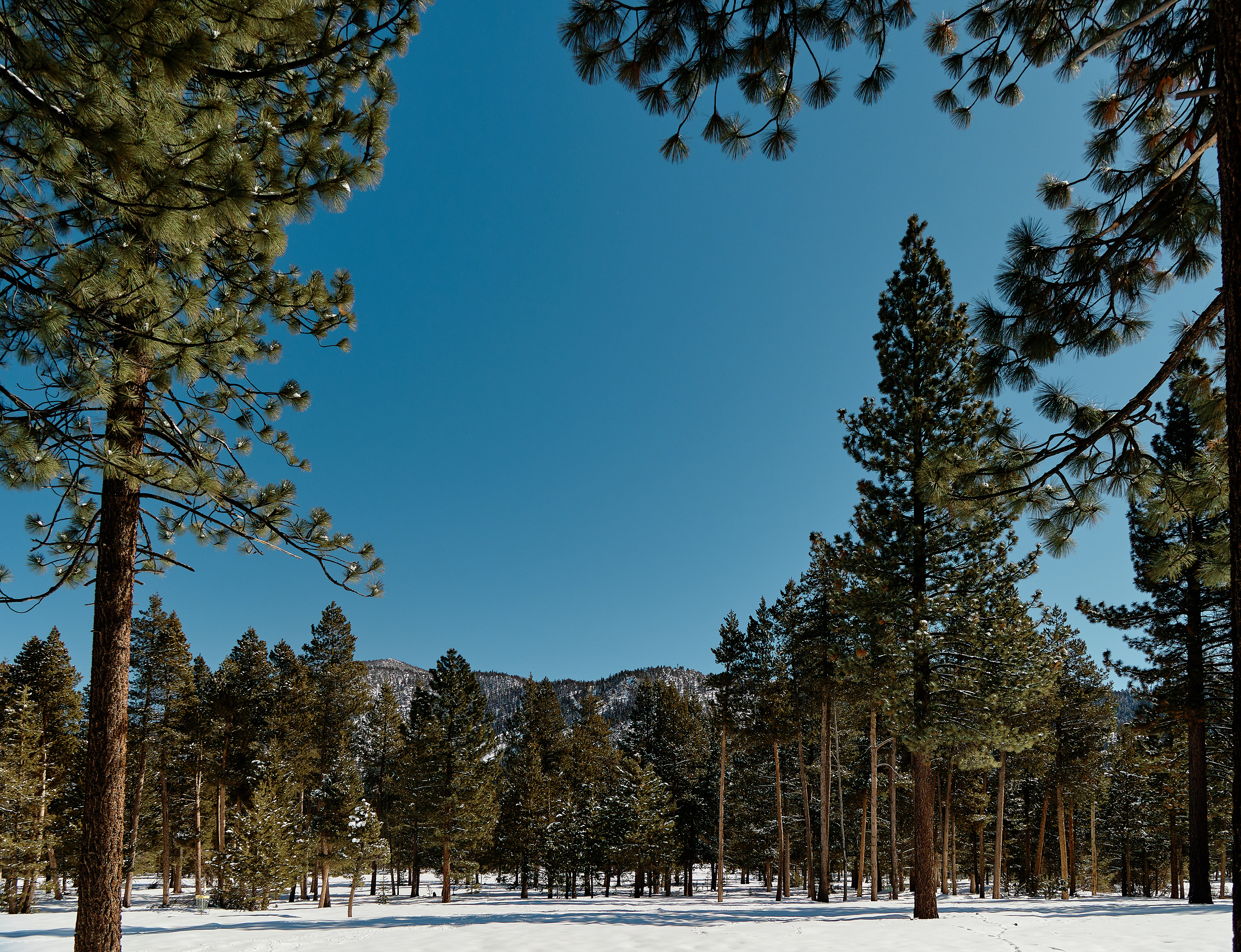 Bijou Park. Canon RF 24-105mm F4L IS USM